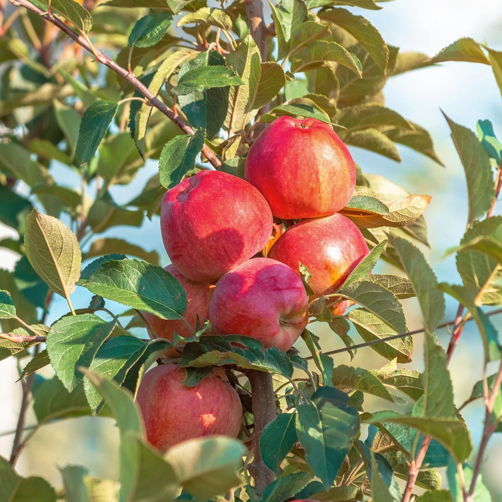 Pommier Summerred