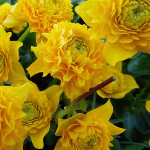 Populage des marais à fleurs doubles