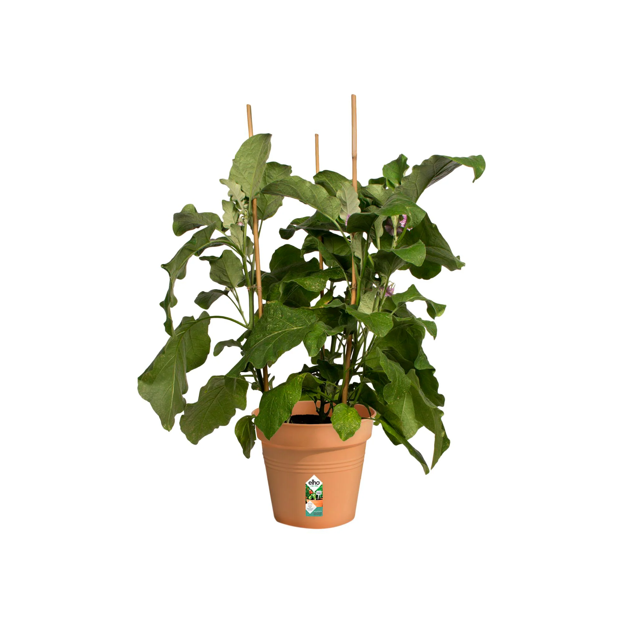 Pot de culture Green Basics Terre cuite - Image 3
