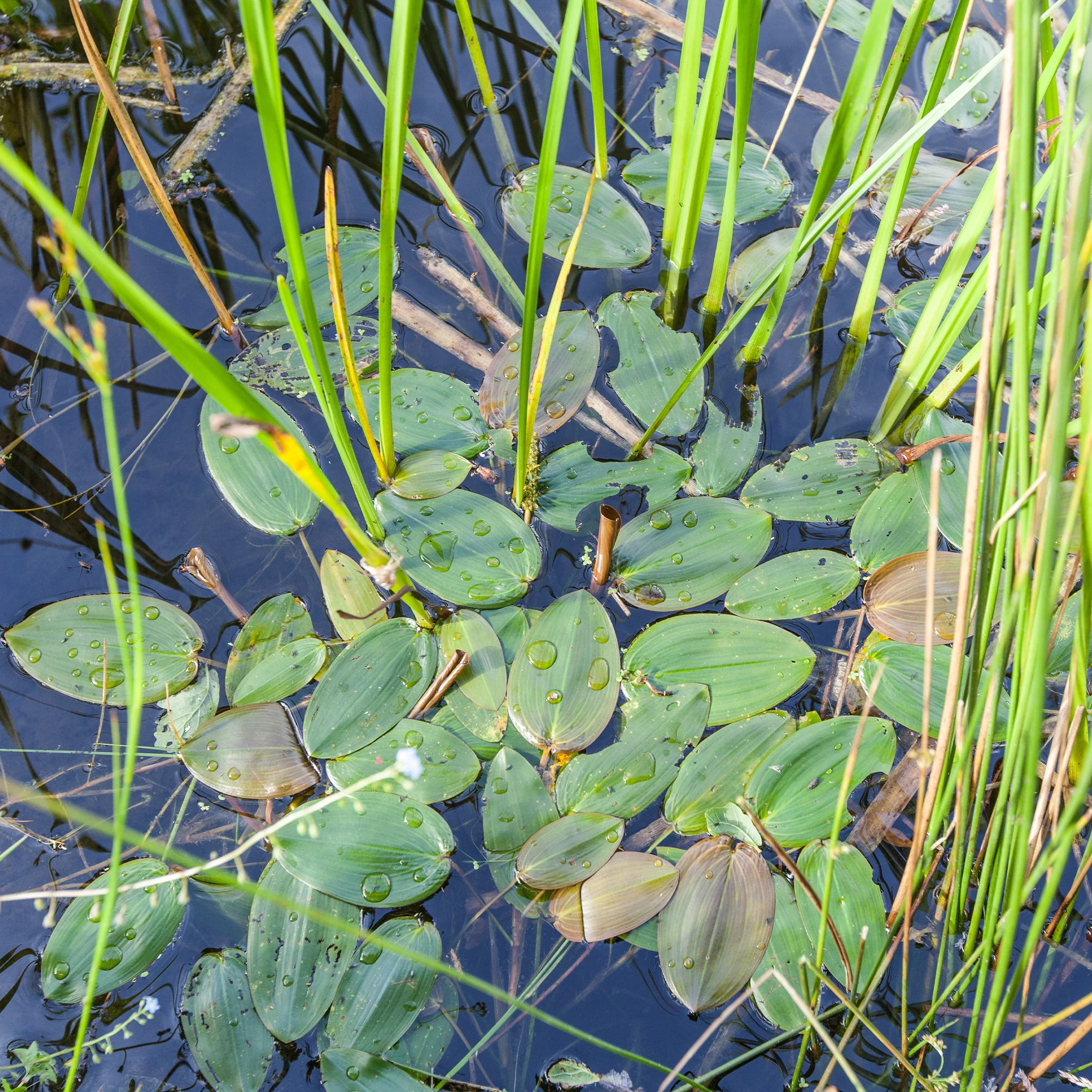 Potamot nageant - Image 2