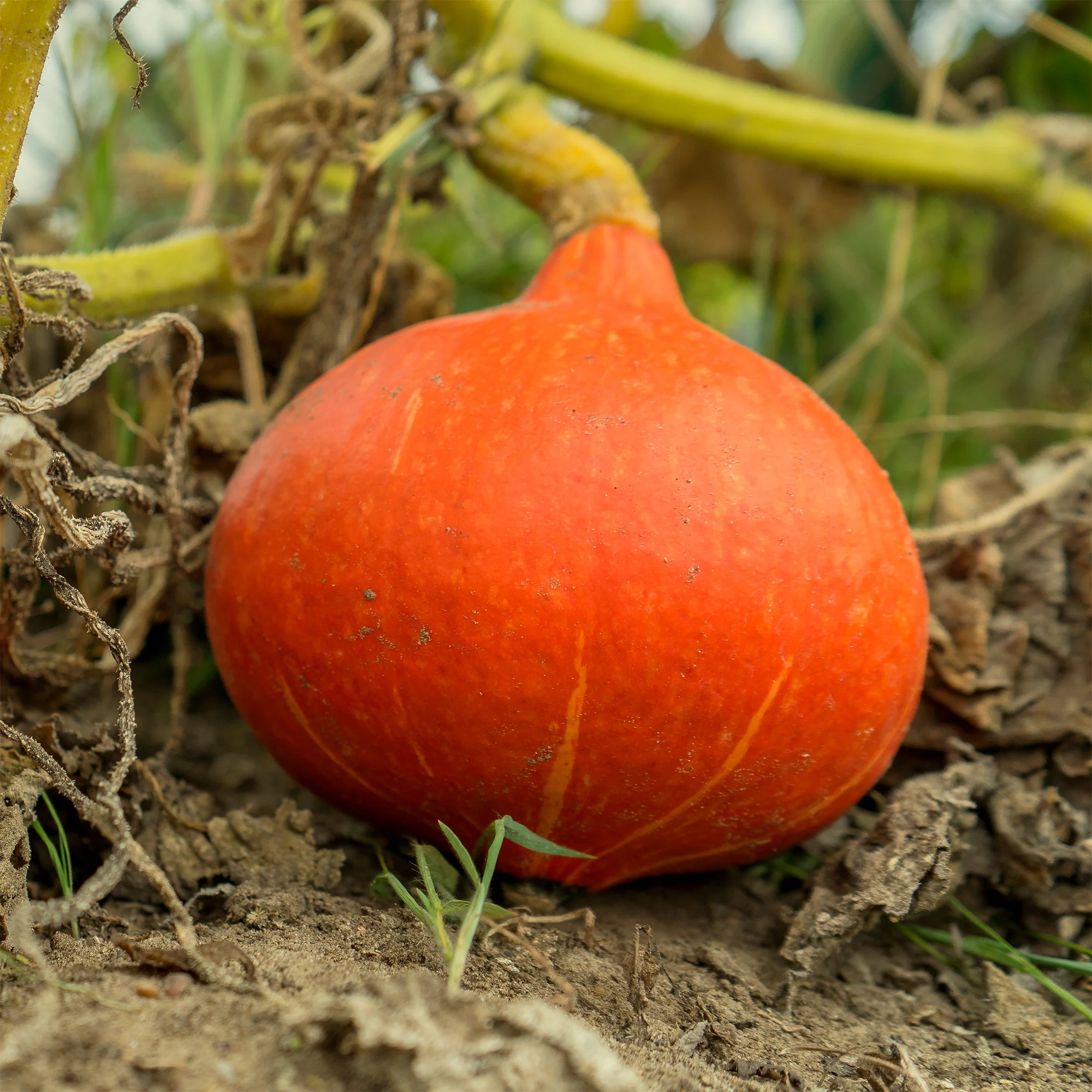 Potiron Potimarron
