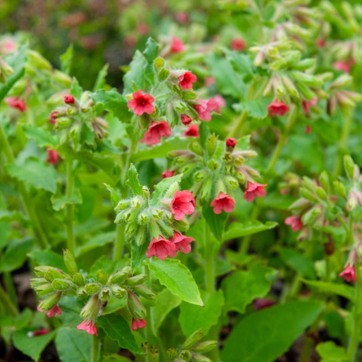 Pulmonaire rouge
