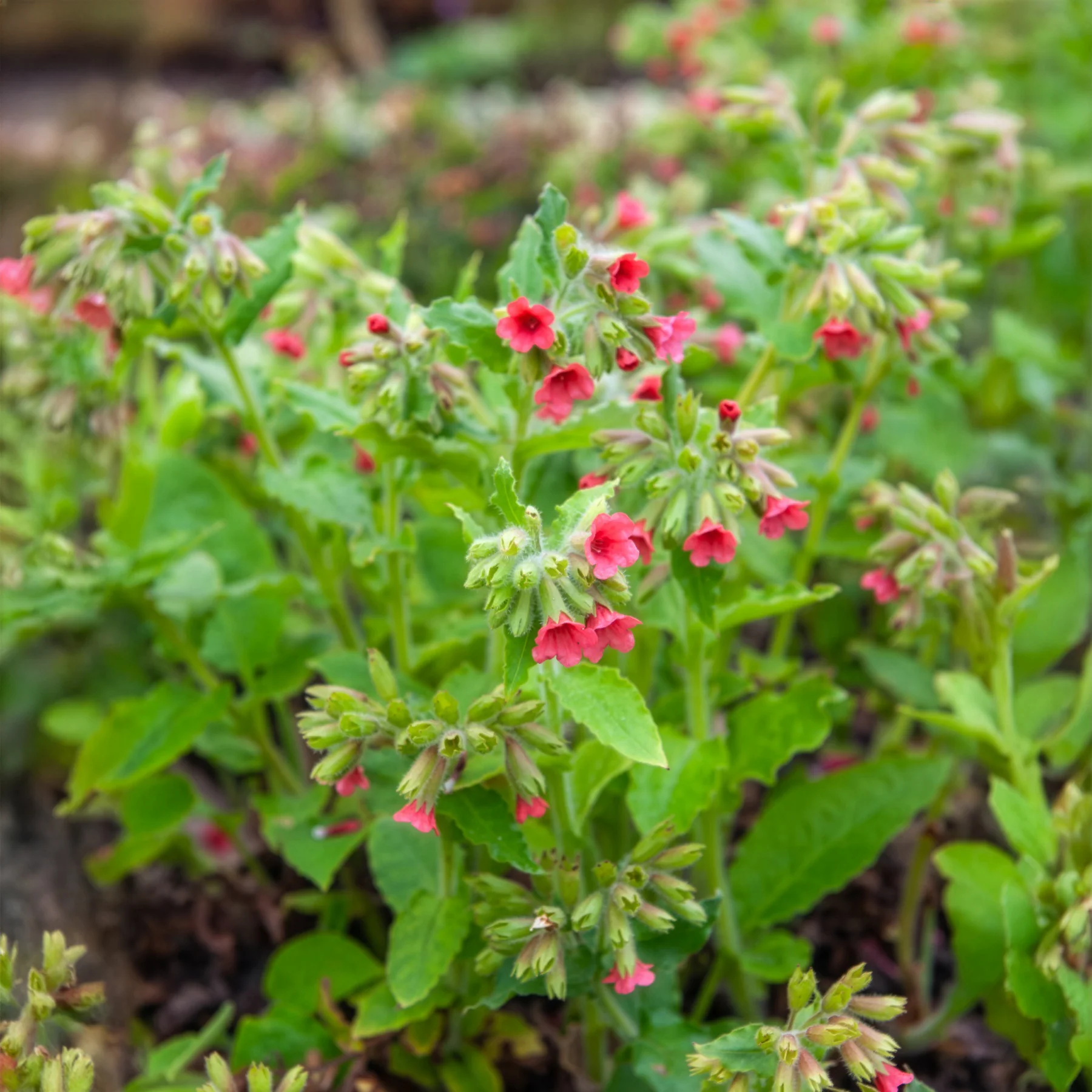 Pulmonaire rouge - Image 2