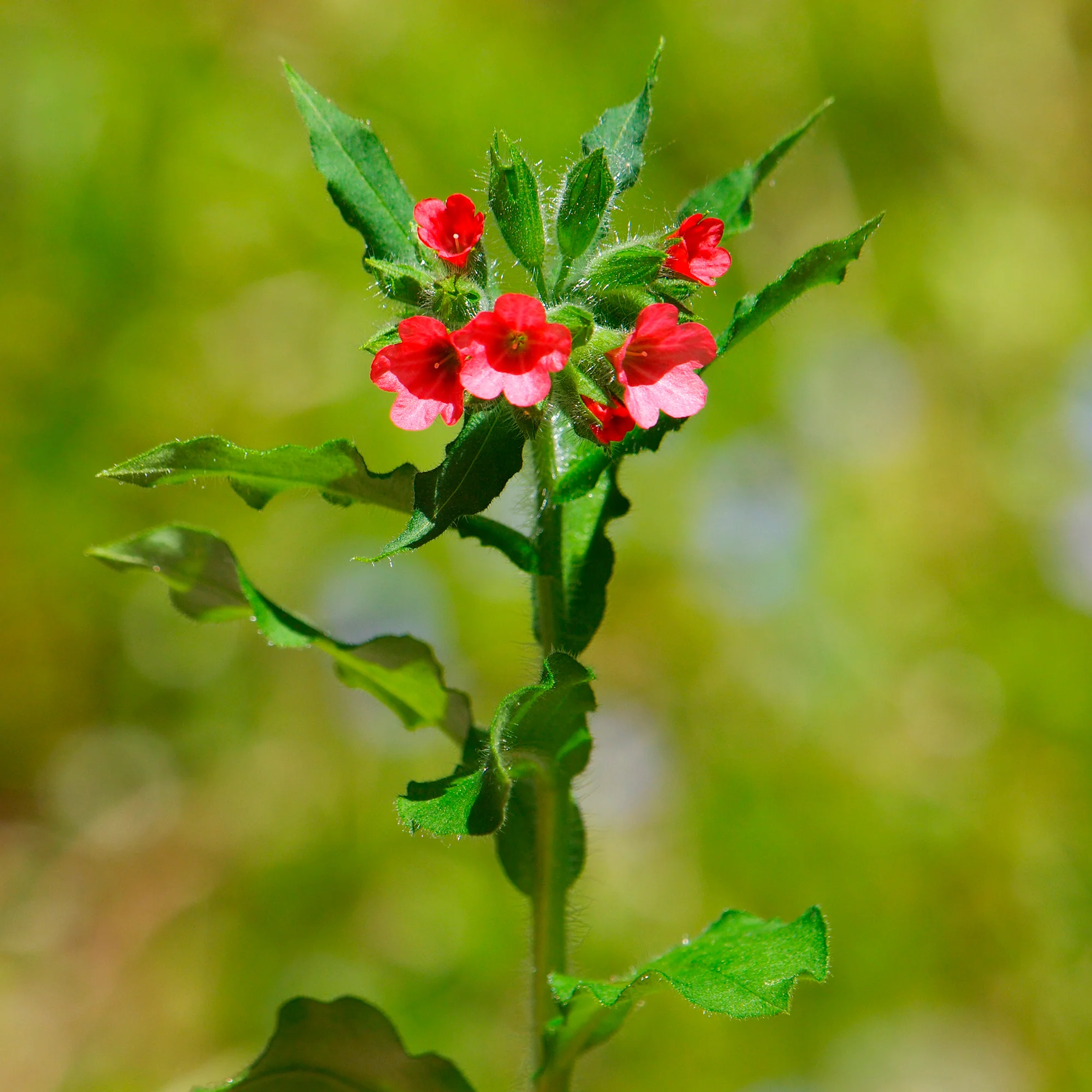Pulmonaire rouge - Image 3
