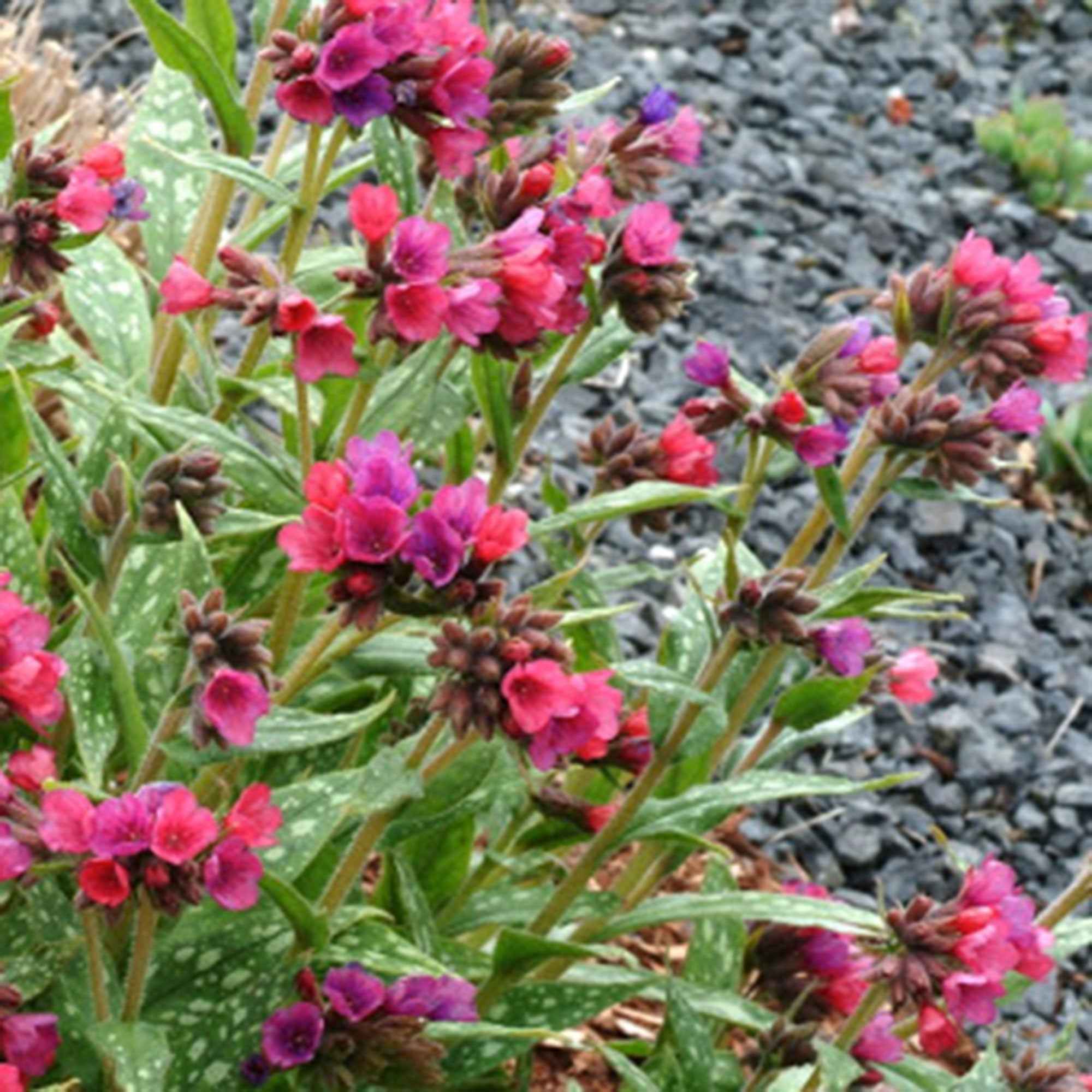 Pulmonaria 'Raspberry Splash'