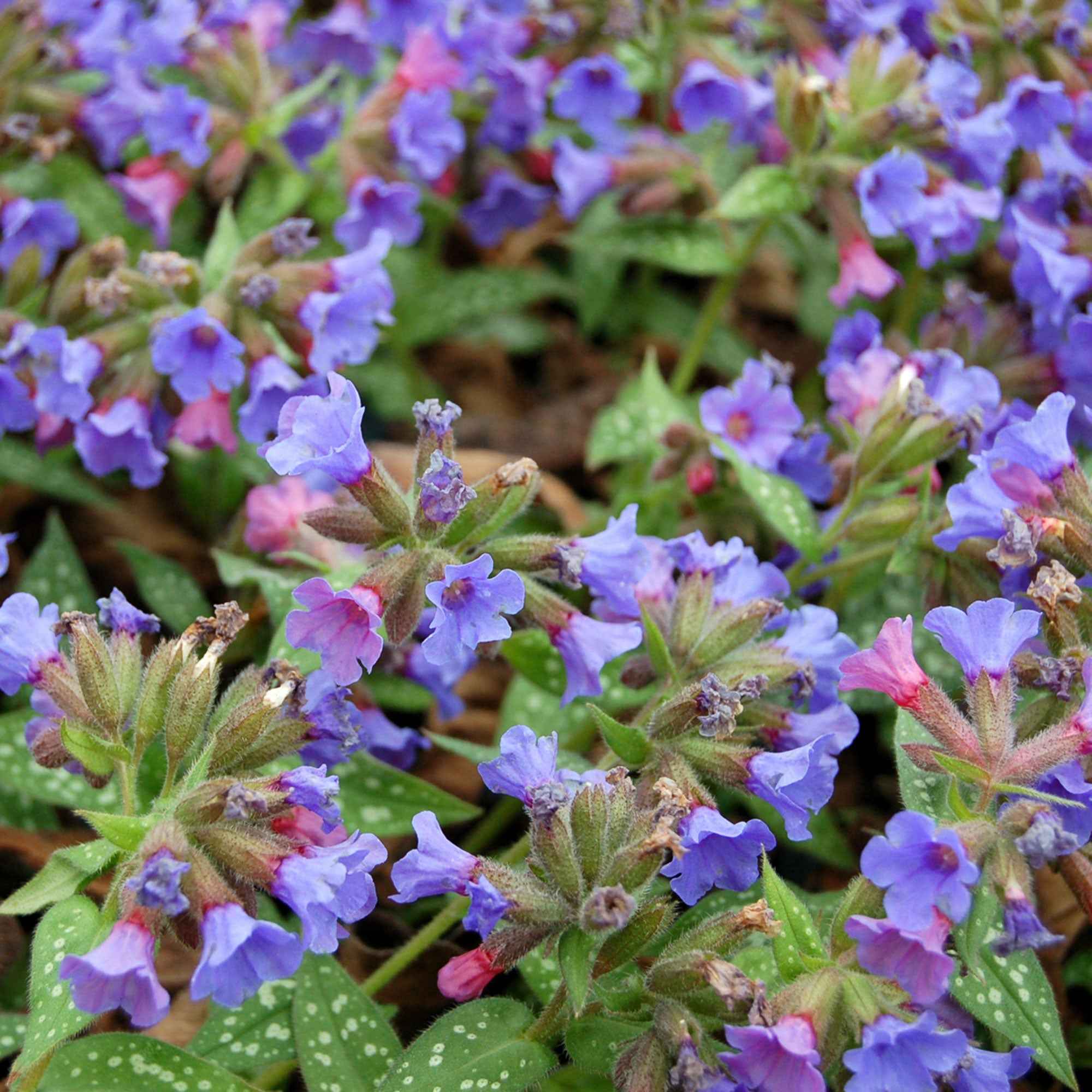 Pulmonaria 'Trevi Fountain'