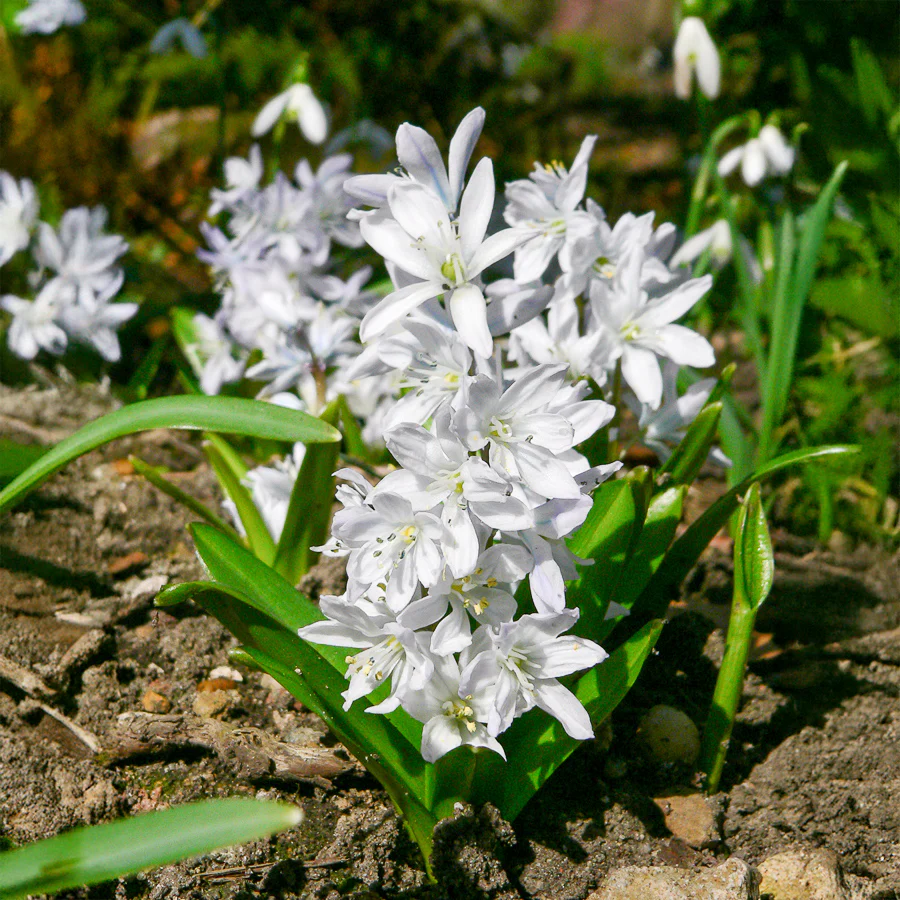 20 Puschkinia blancs - Image 3