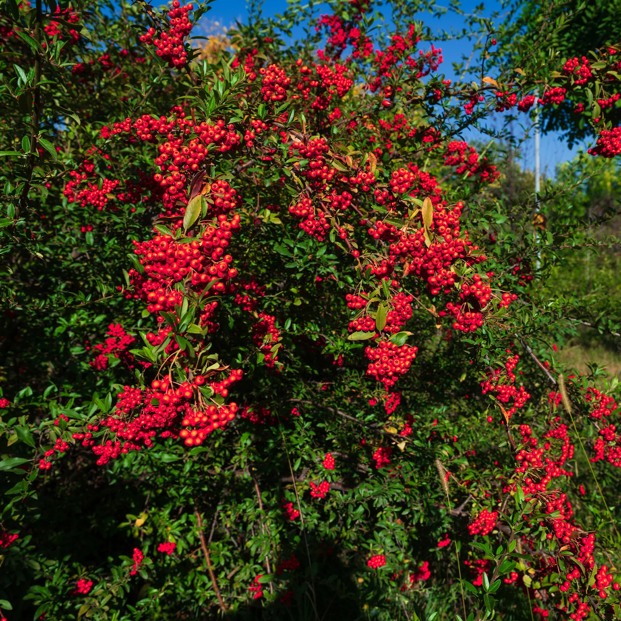 Pyracantha rouge