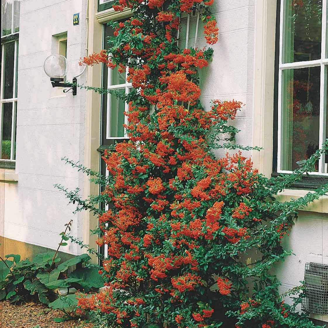 Pyracantha rouge - Image 2