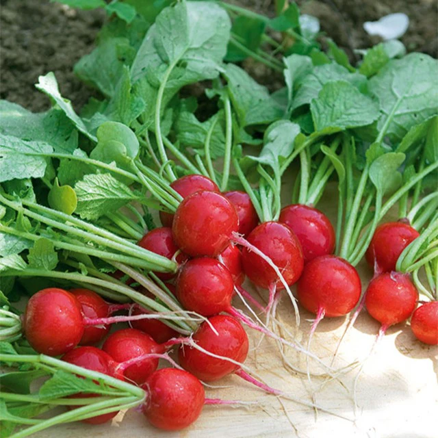 Radis Cerise