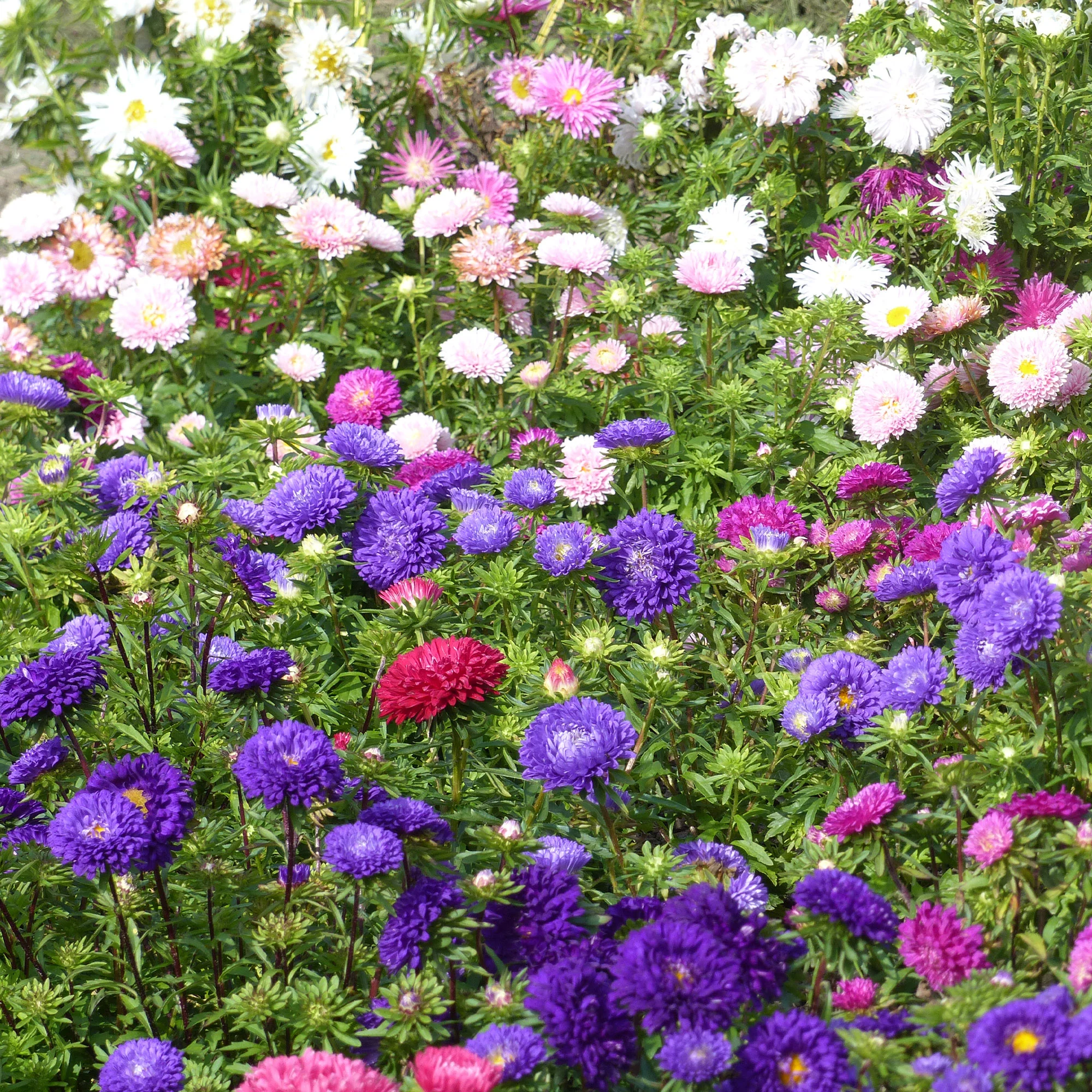 Reine-marguerite à fleurs de chrysanthème en mélange