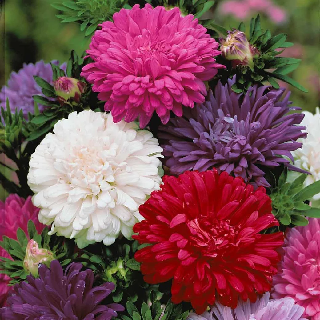 Reine-marguerite à fleurs de chrysanthème en mélange - Image 2