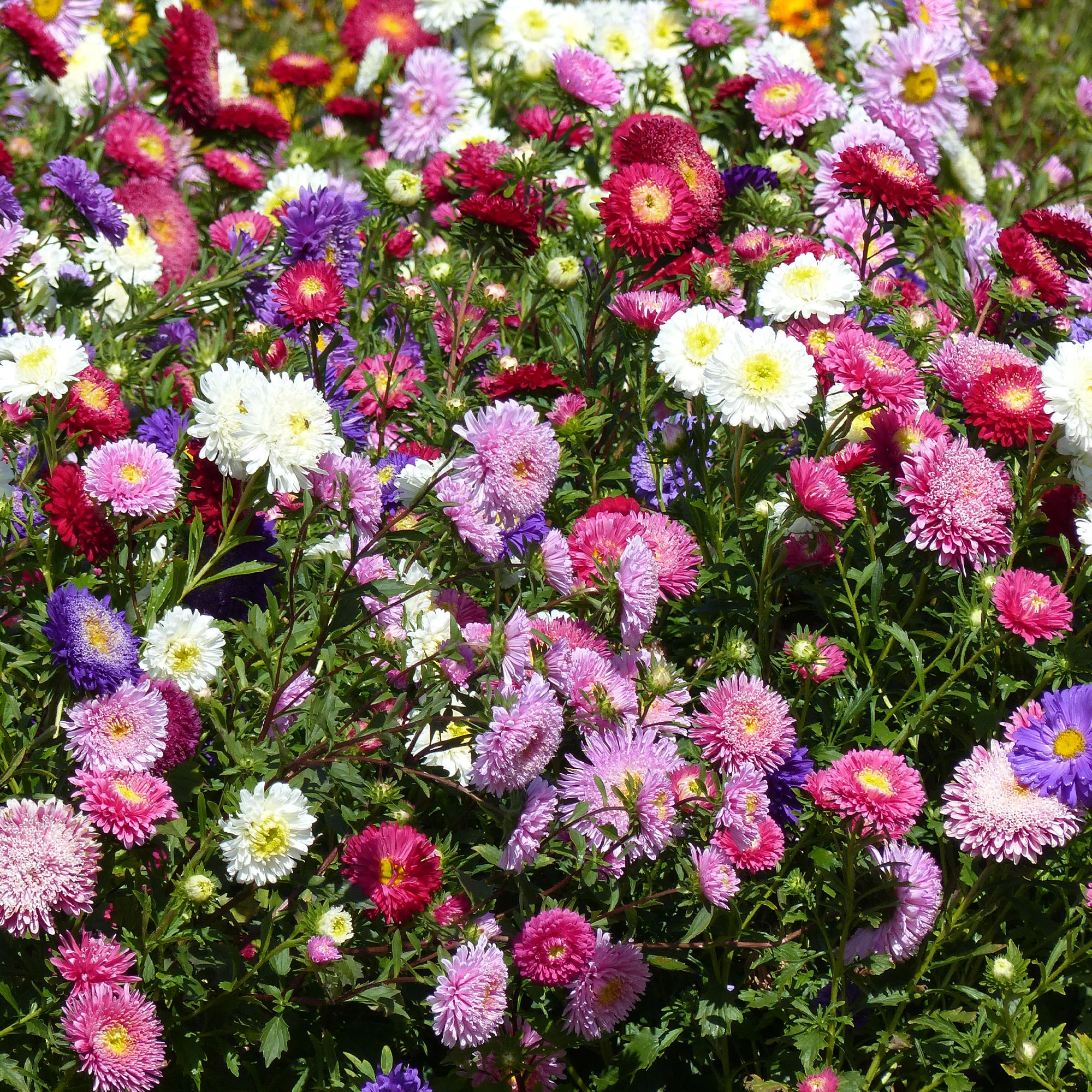 Reine-marguerite Super Princesse en mélange
