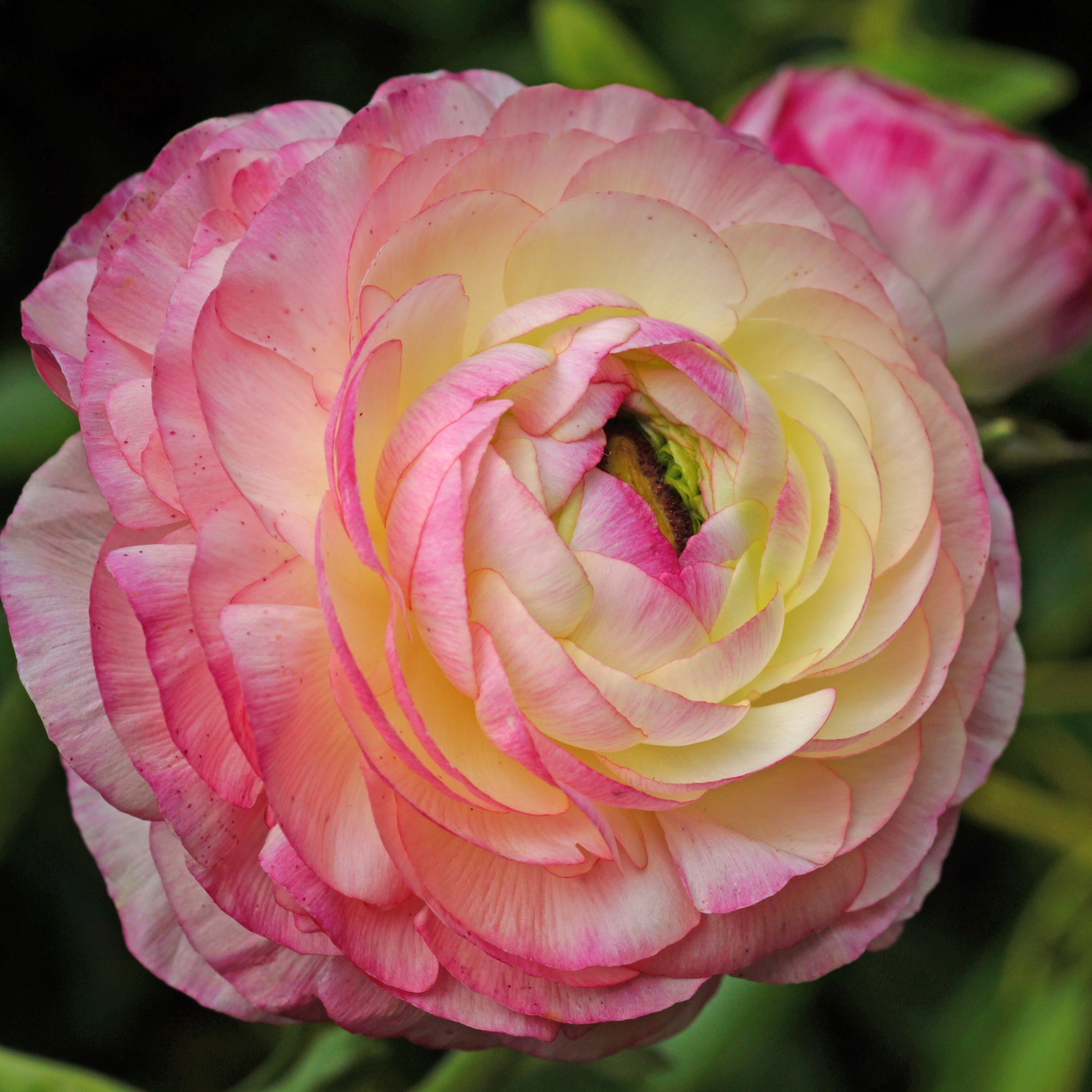 12 Renoncules Picotee Pink