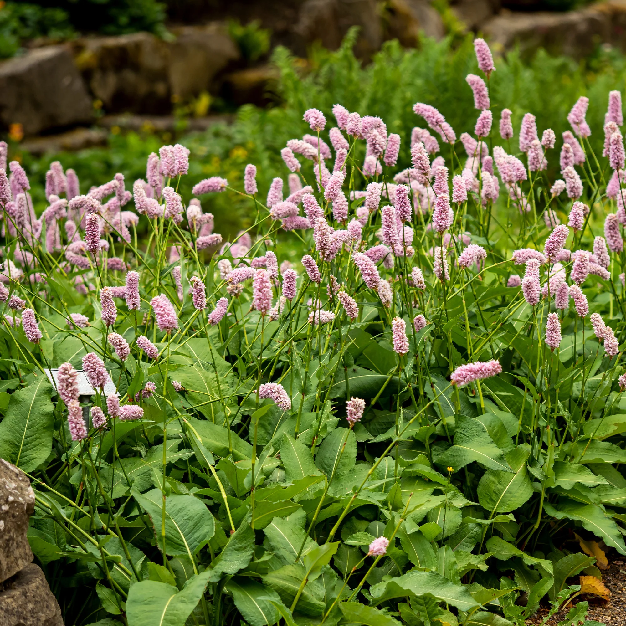 Renouée Persicaria bistorta Superba - Image 2
