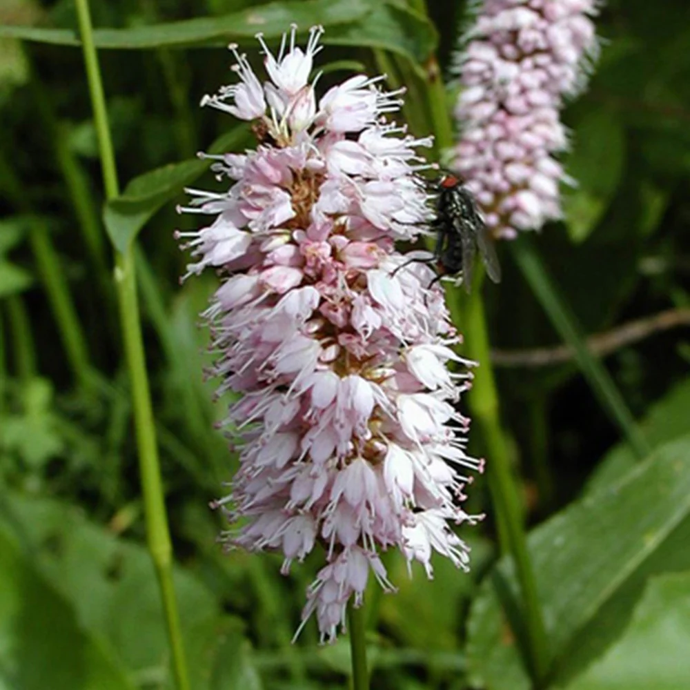 Renouée Persicaria bistorta Superba - Image 5