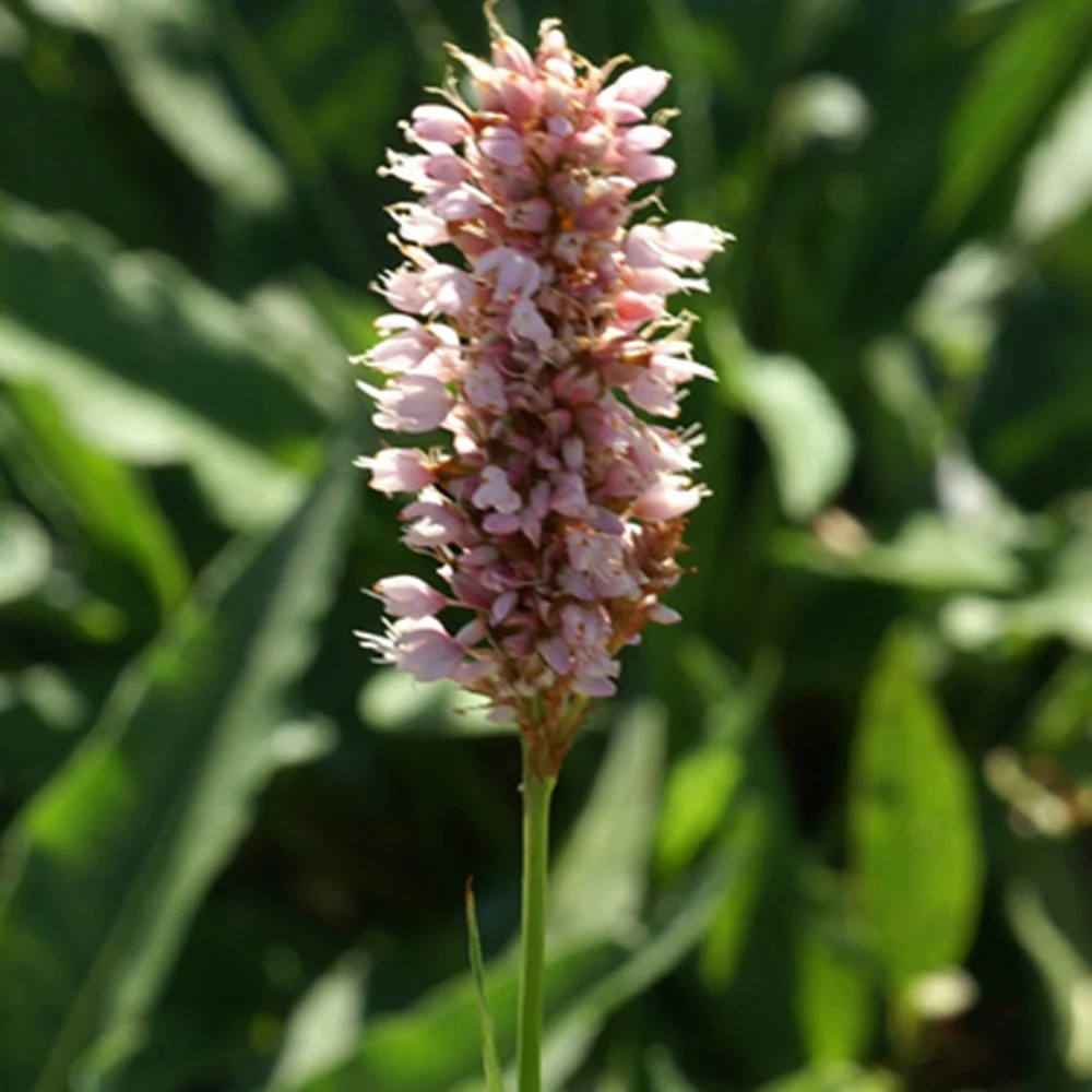 Renouée Persicaria bistorta Superba - Image 6