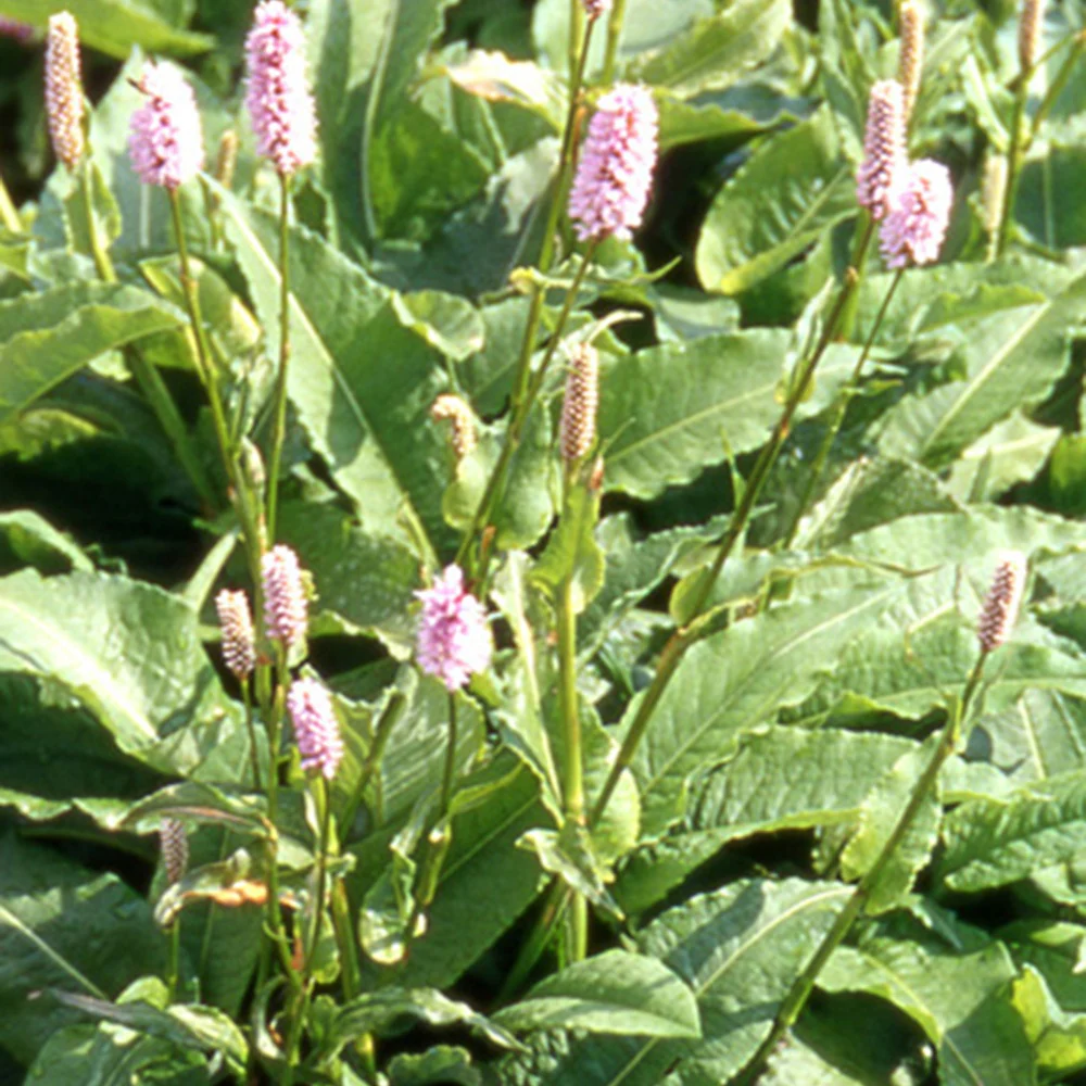 Renouée Persicaria bistorta Superba - Image 7