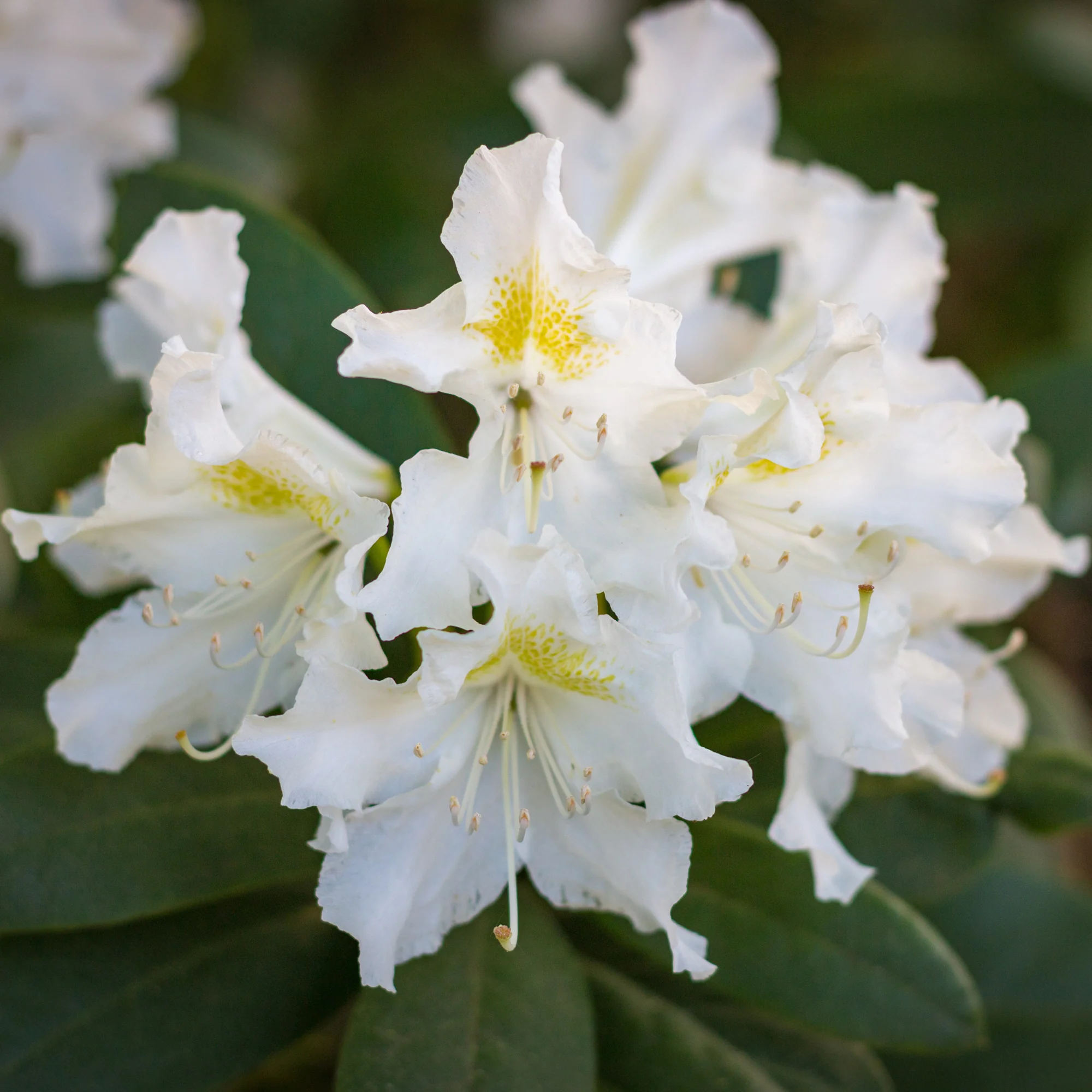Rhododendron Cunningham's White - Image 5