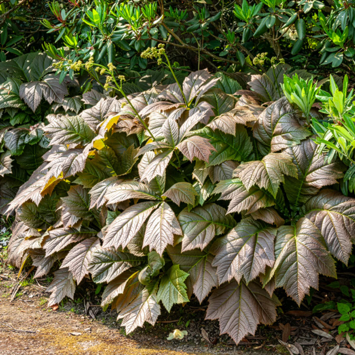 Rodgersia à feuilles larges