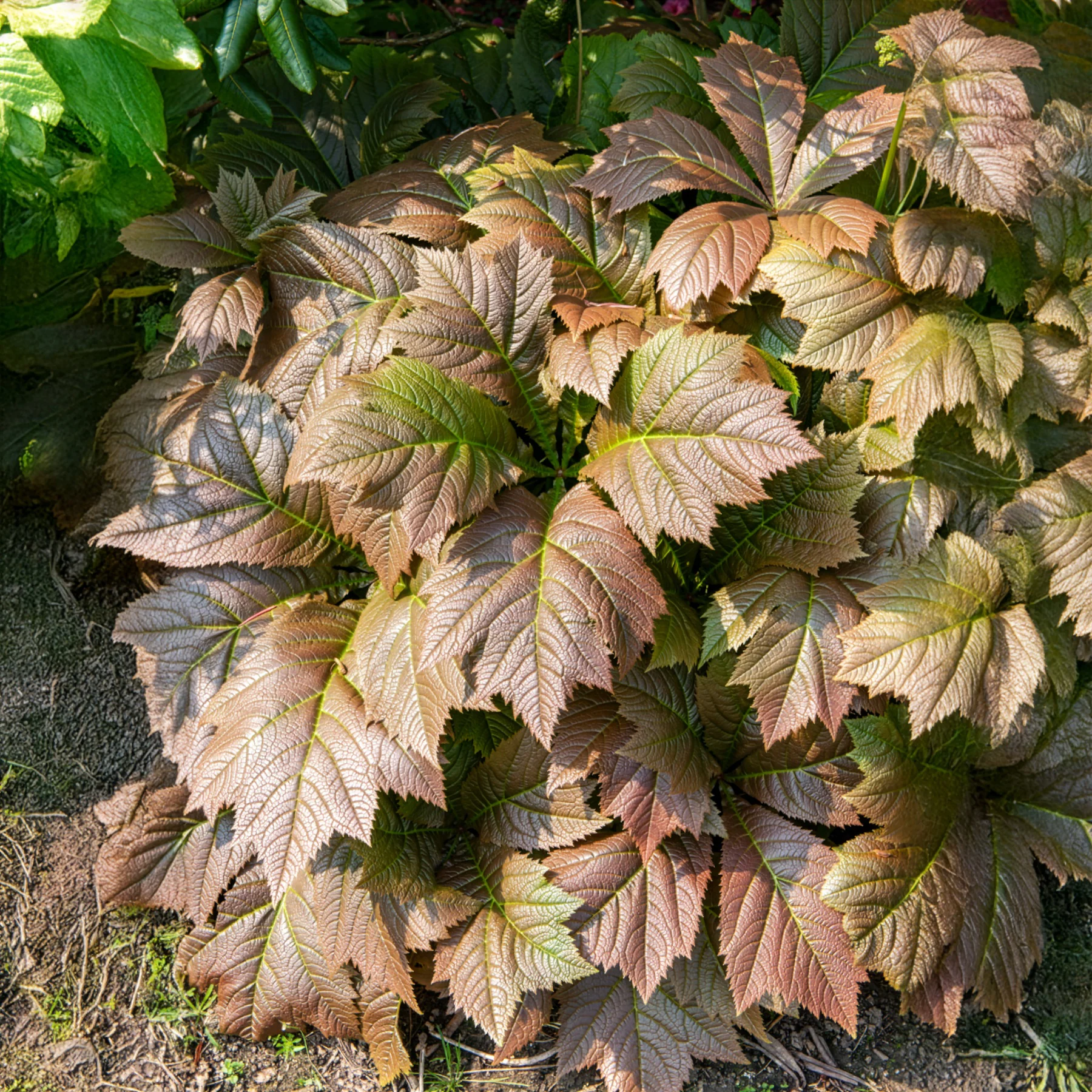 Rodgersia à feuilles larges - Image 2
