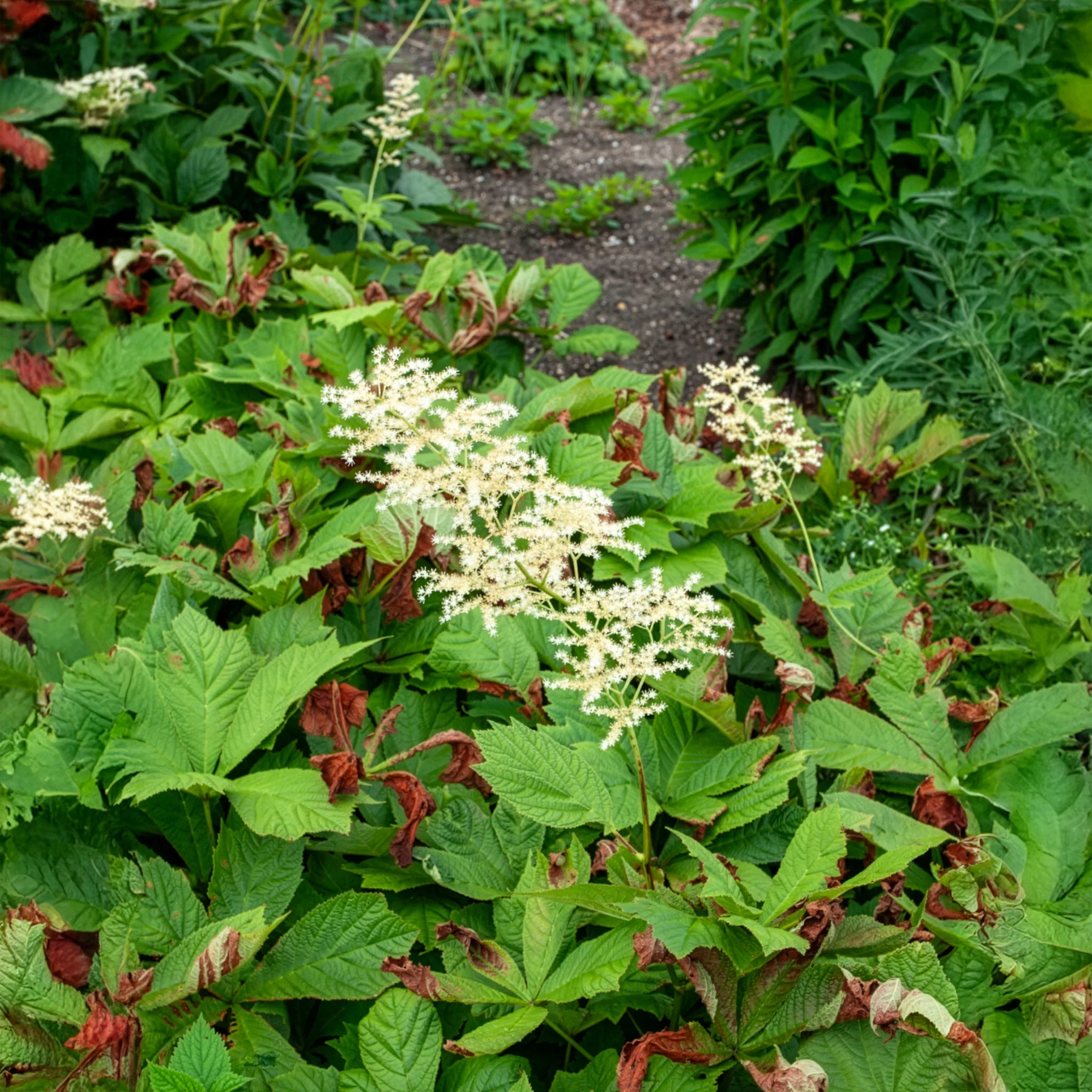 Rodgersia à feuilles larges - Image 3