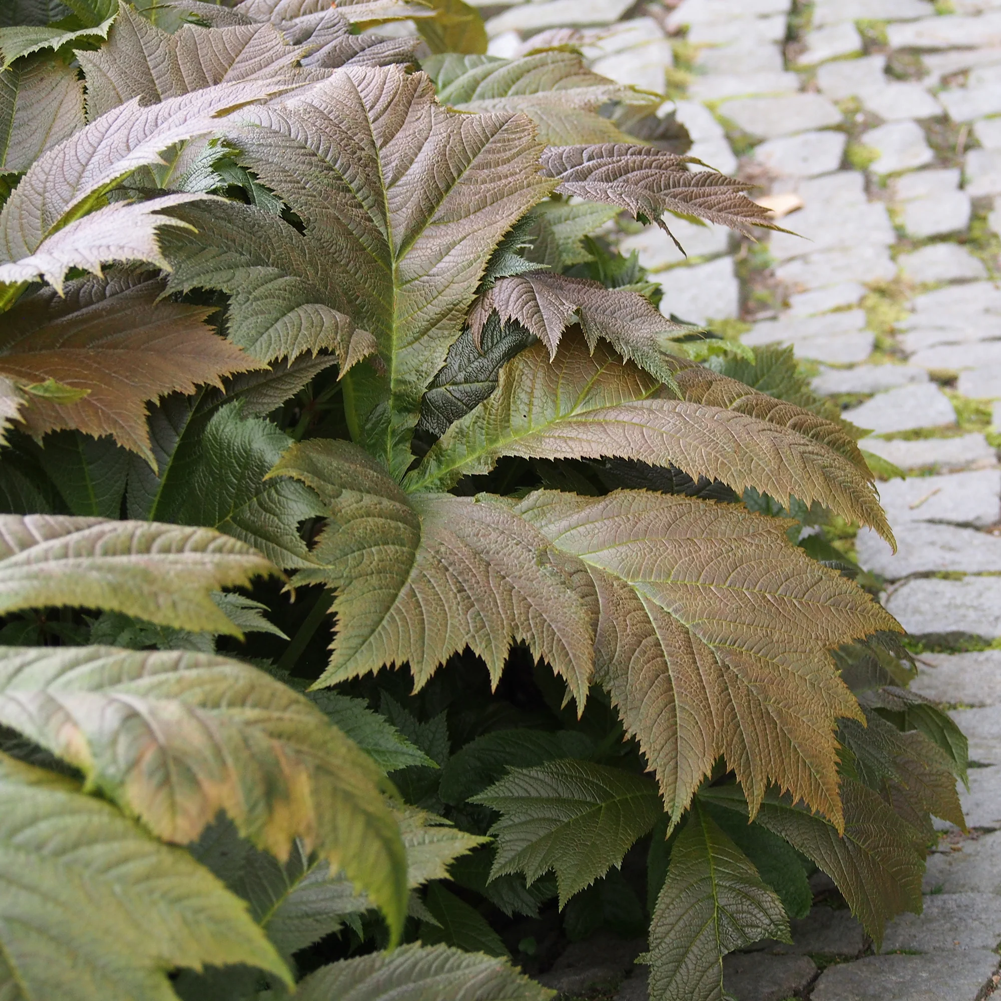Rodgersia à feuilles larges - Image 4