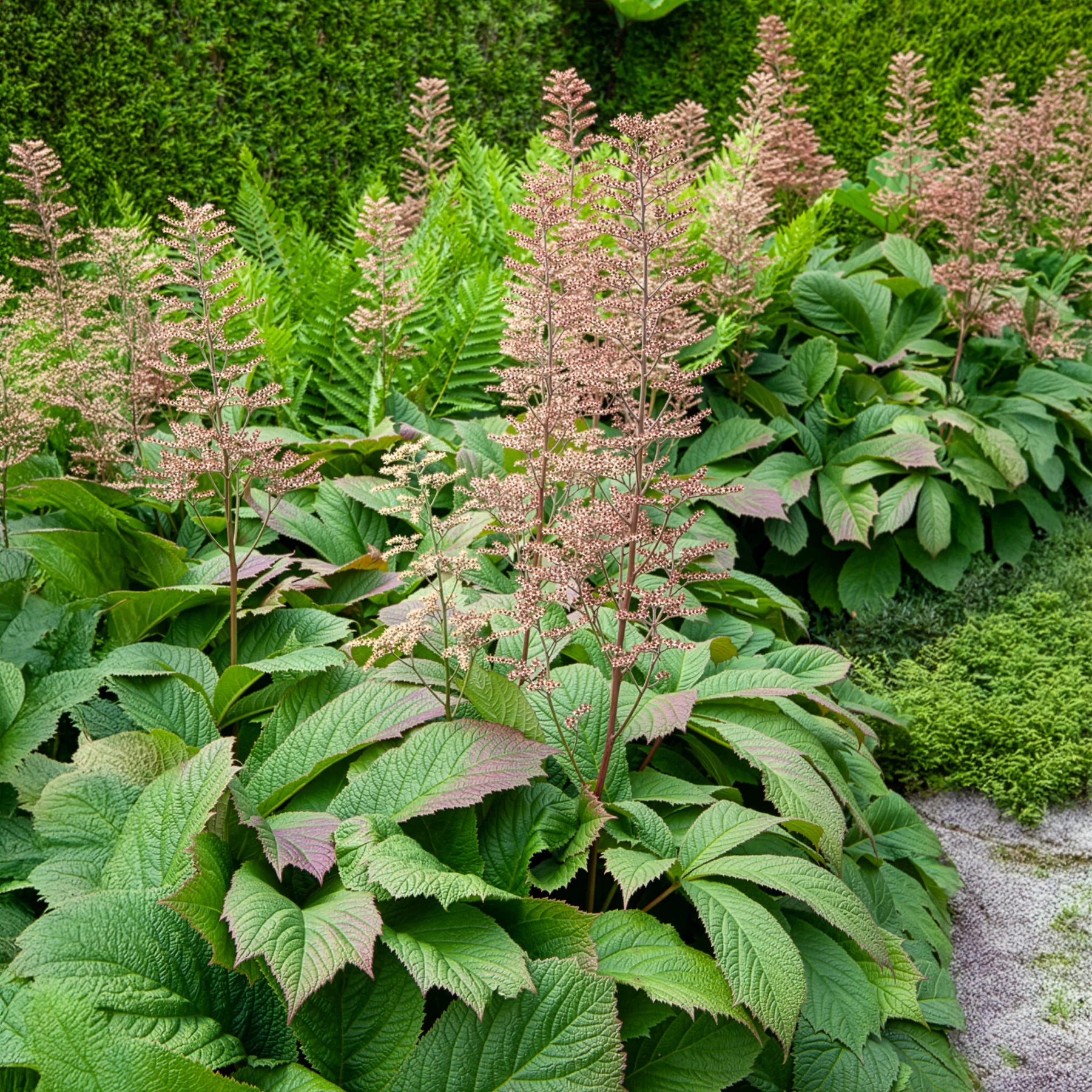 Rodgersia à feuilles larges - Image 5
