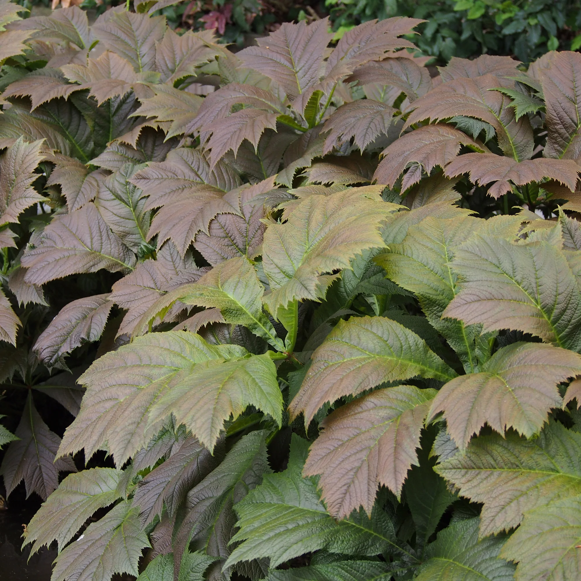 Rodgersia à feuilles larges - Image 6