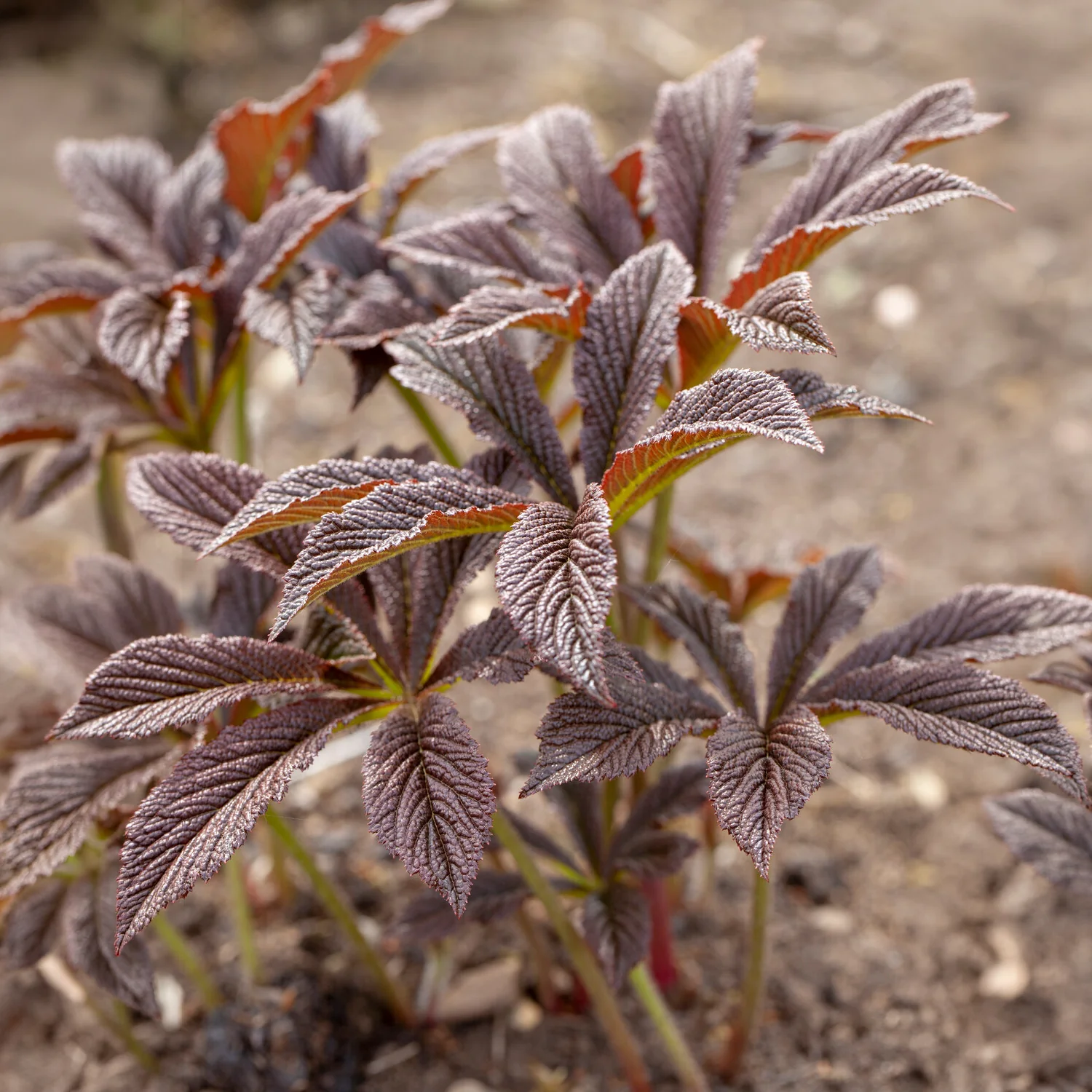 Rodgersia Bronze Peacock - Image 2