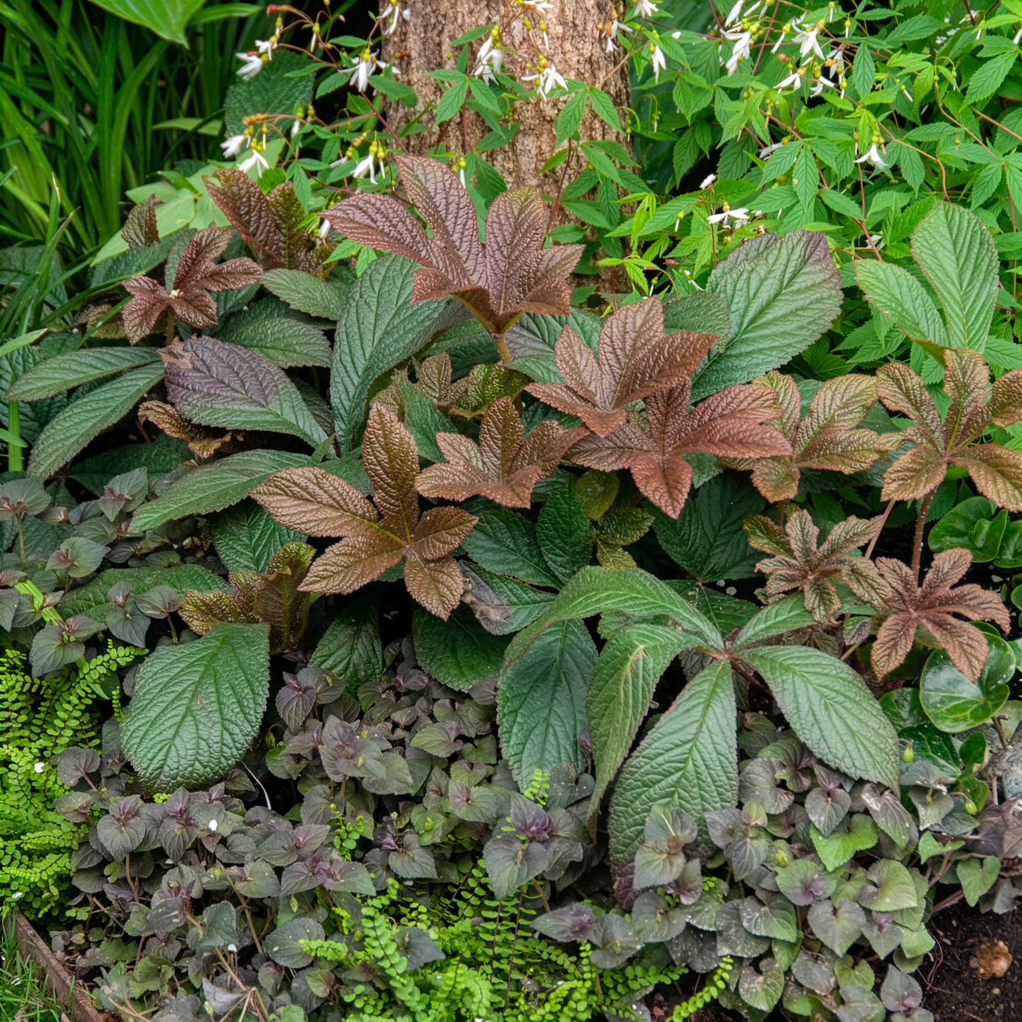 Rodgersia Bronze Peacock - Image 3