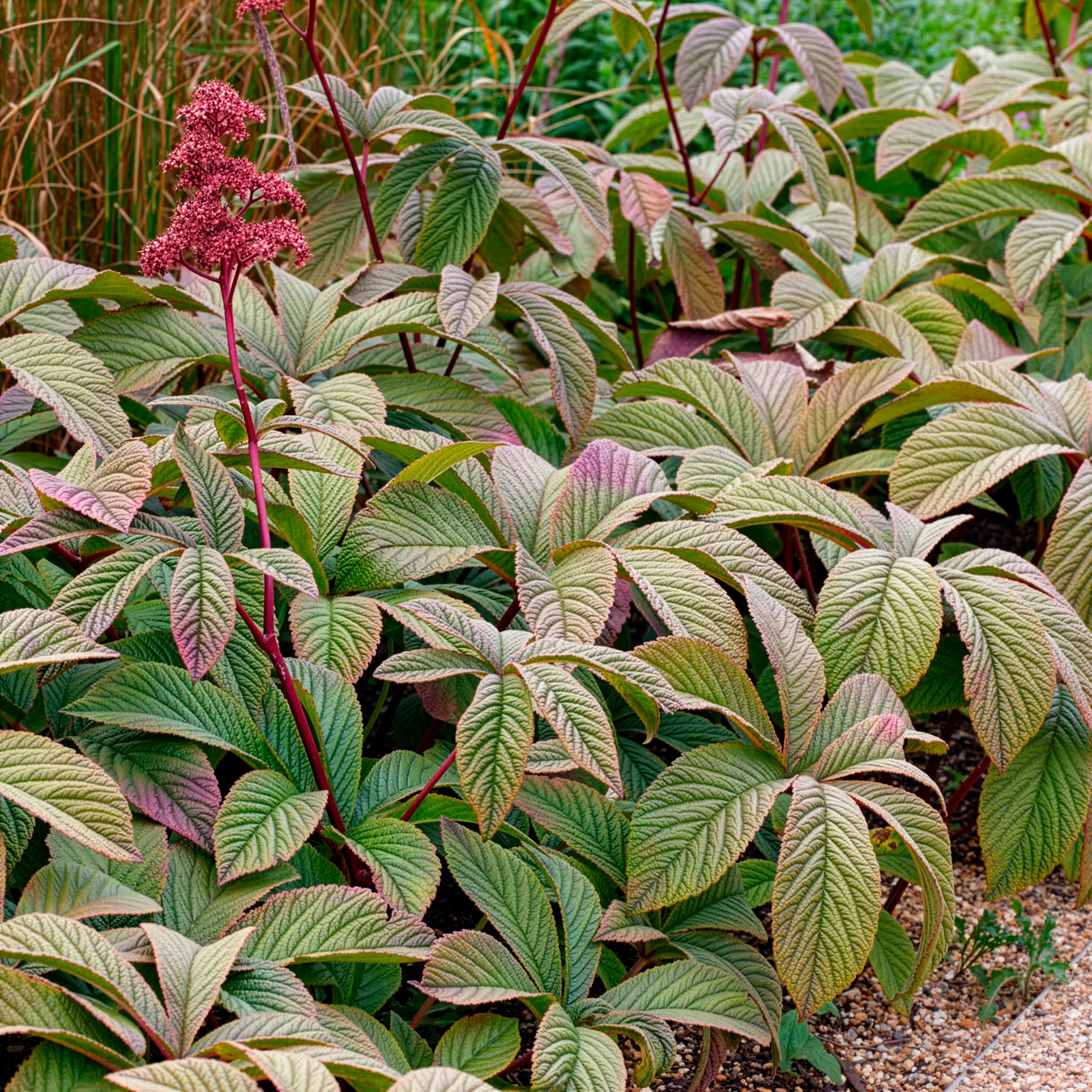 Rodgersia Chocolate Wings - Image 3