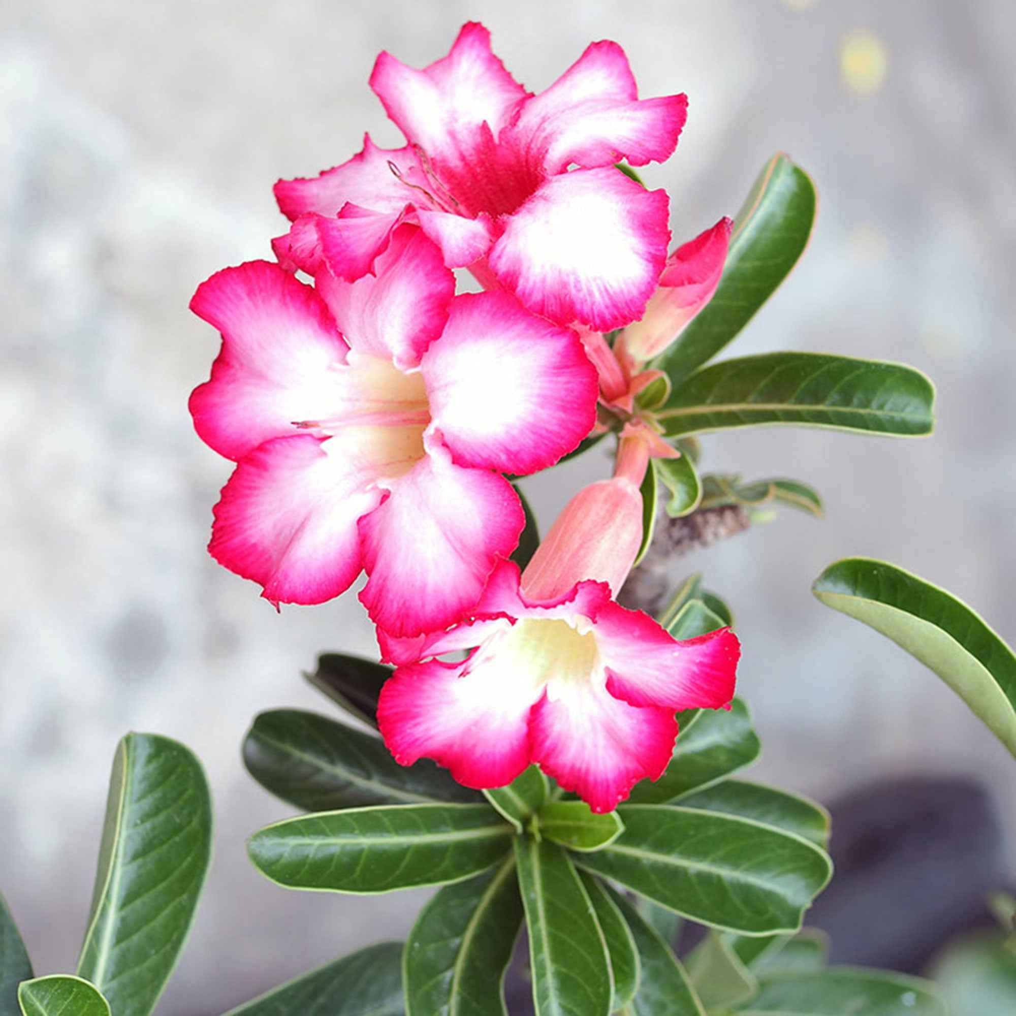 Rose du désert - Image 4