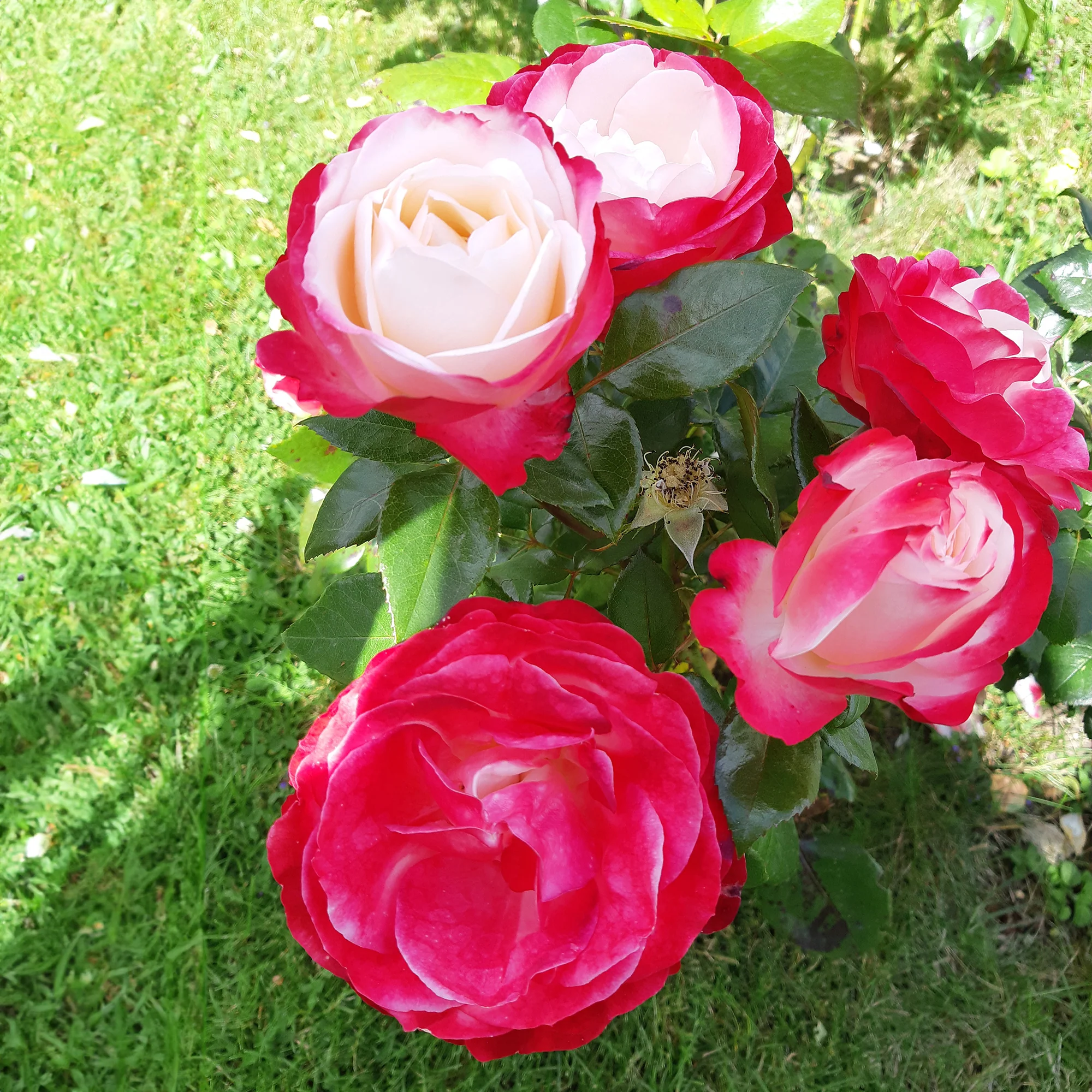Rosier buisson Nostalgie ® - Image 2
