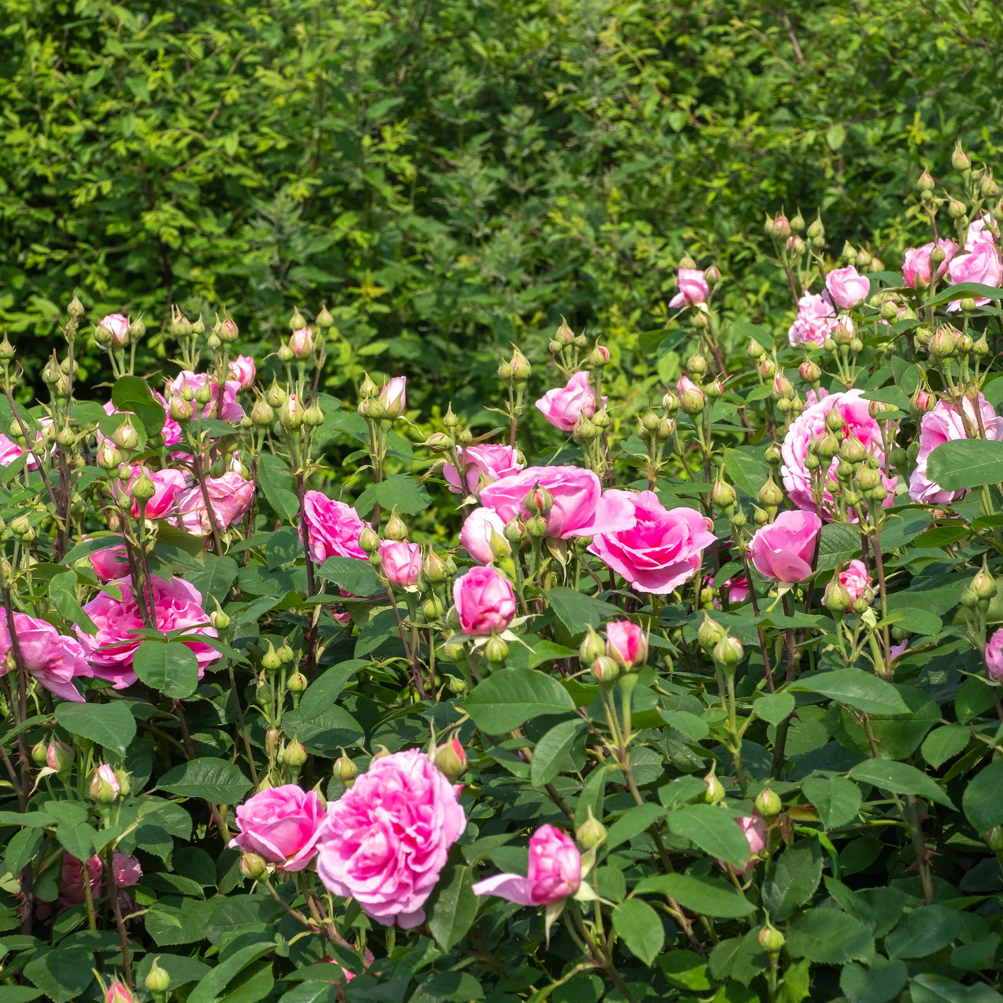 Rosier anglais grimpant Gertrude Jekyll® Ausbord