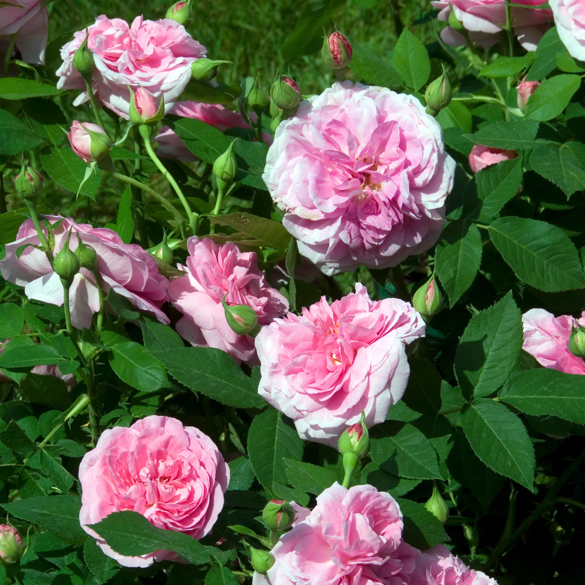 Rosier anglais grimpant Gertrude Jekyll® Ausbord - Image 2