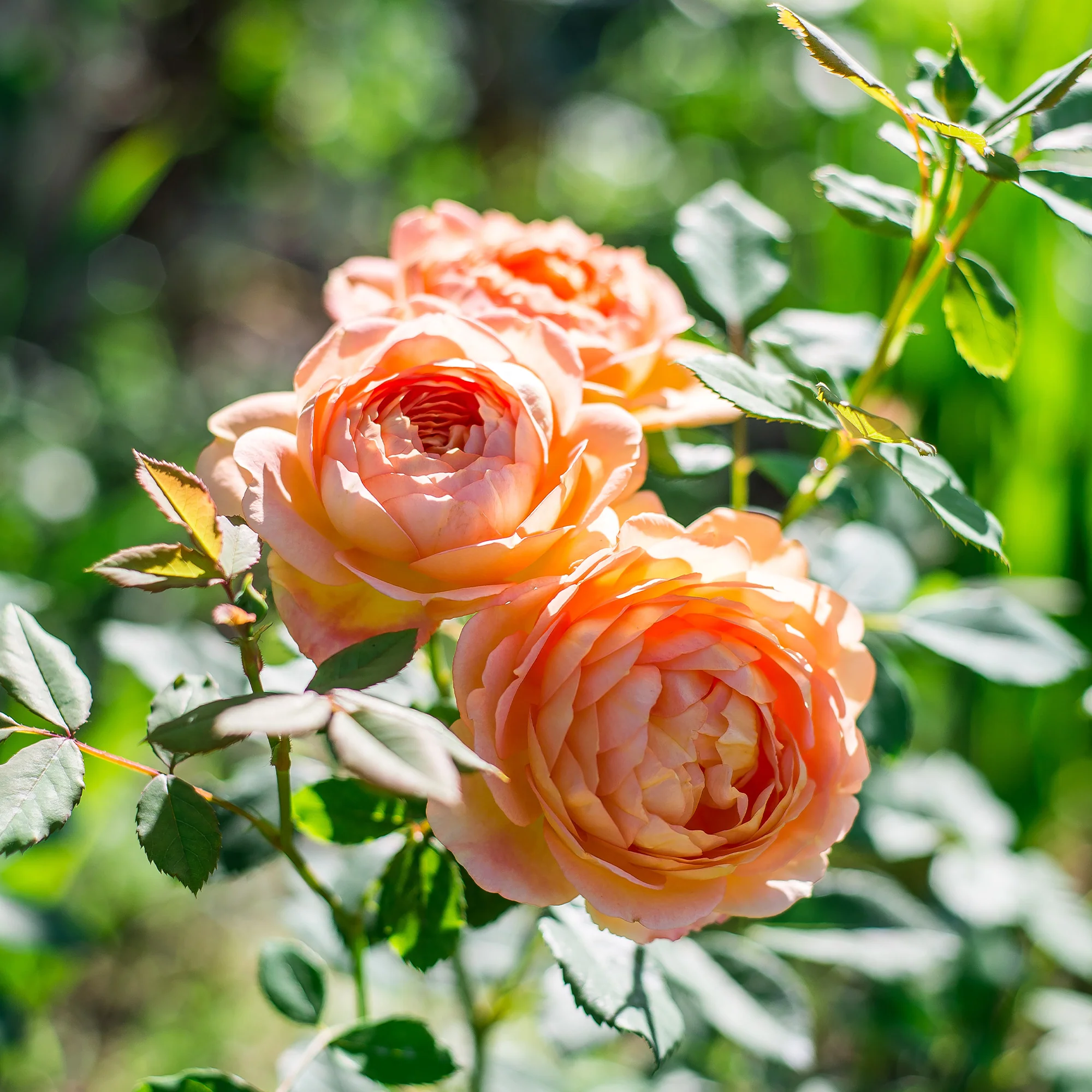 Rosier anglais Lady of Shalott - Image 2