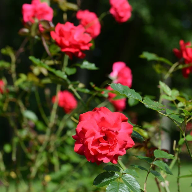 Rosier arbuste Shalom ®