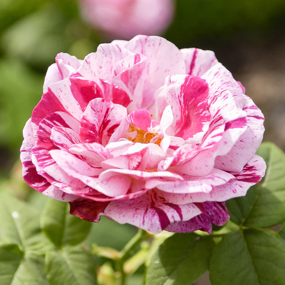 Rosier botanique Ferdinand Pichard (Bourbon)