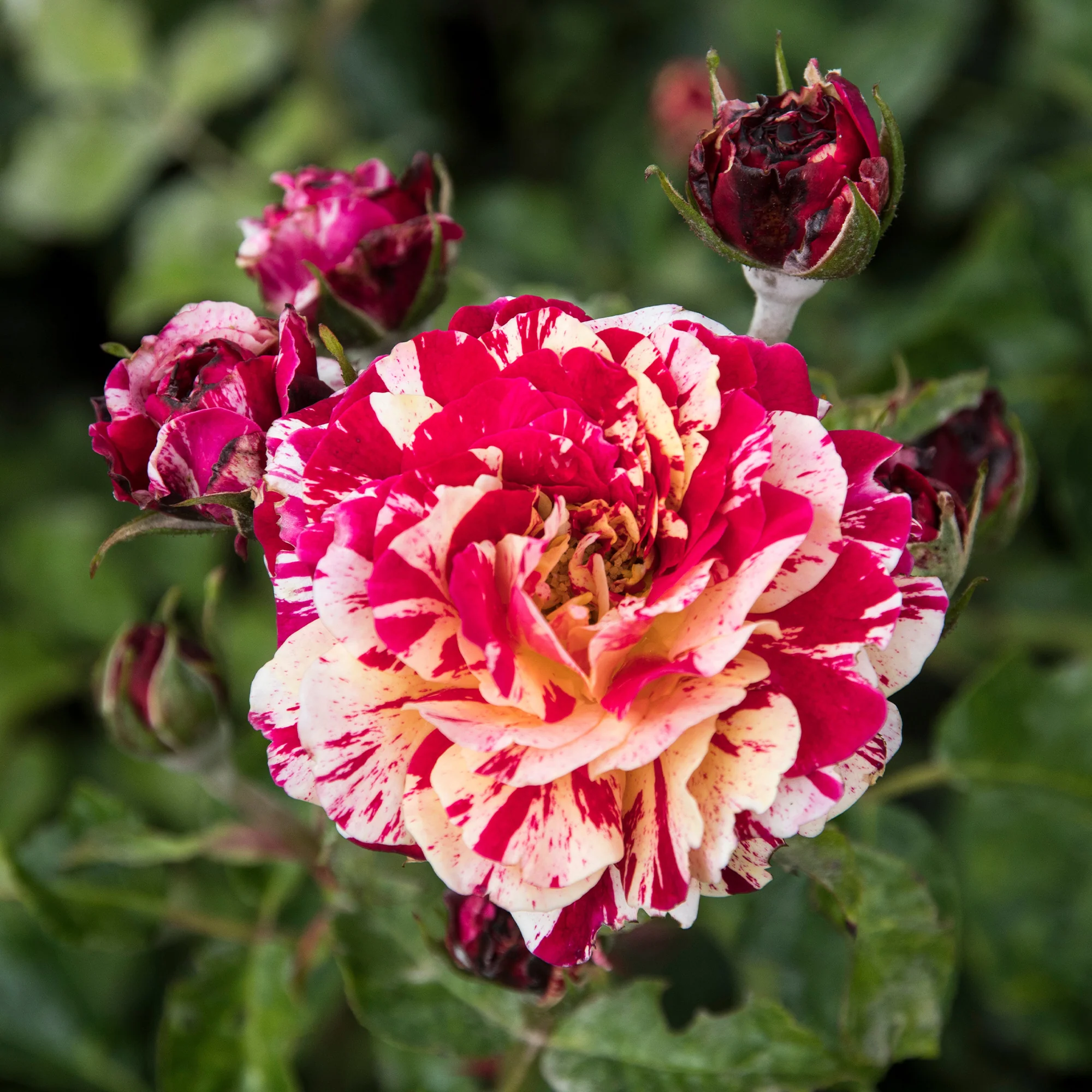Rosier buisson Abracadabra® Koramsaro - Image 2