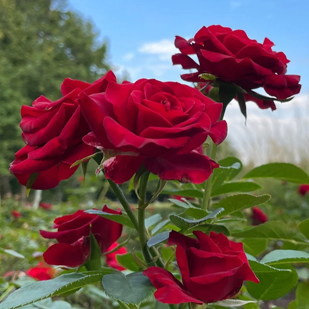 Rosier buisson Barkarole