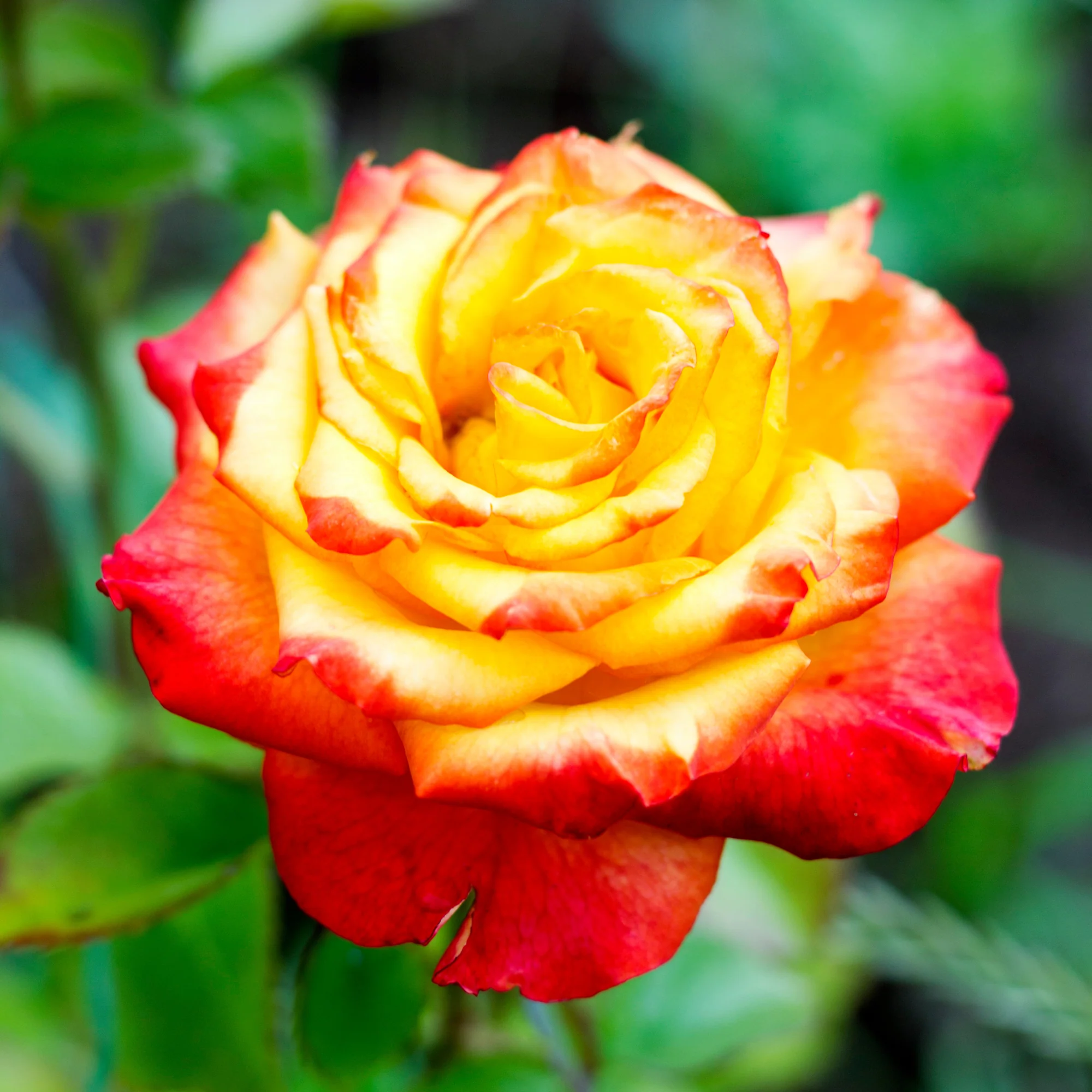 Rosier buisson bicolore