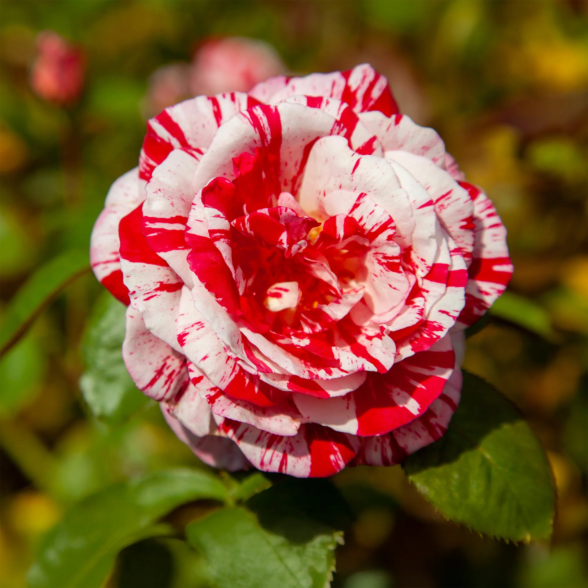 Rosier buisson Candy stripe - Image 3