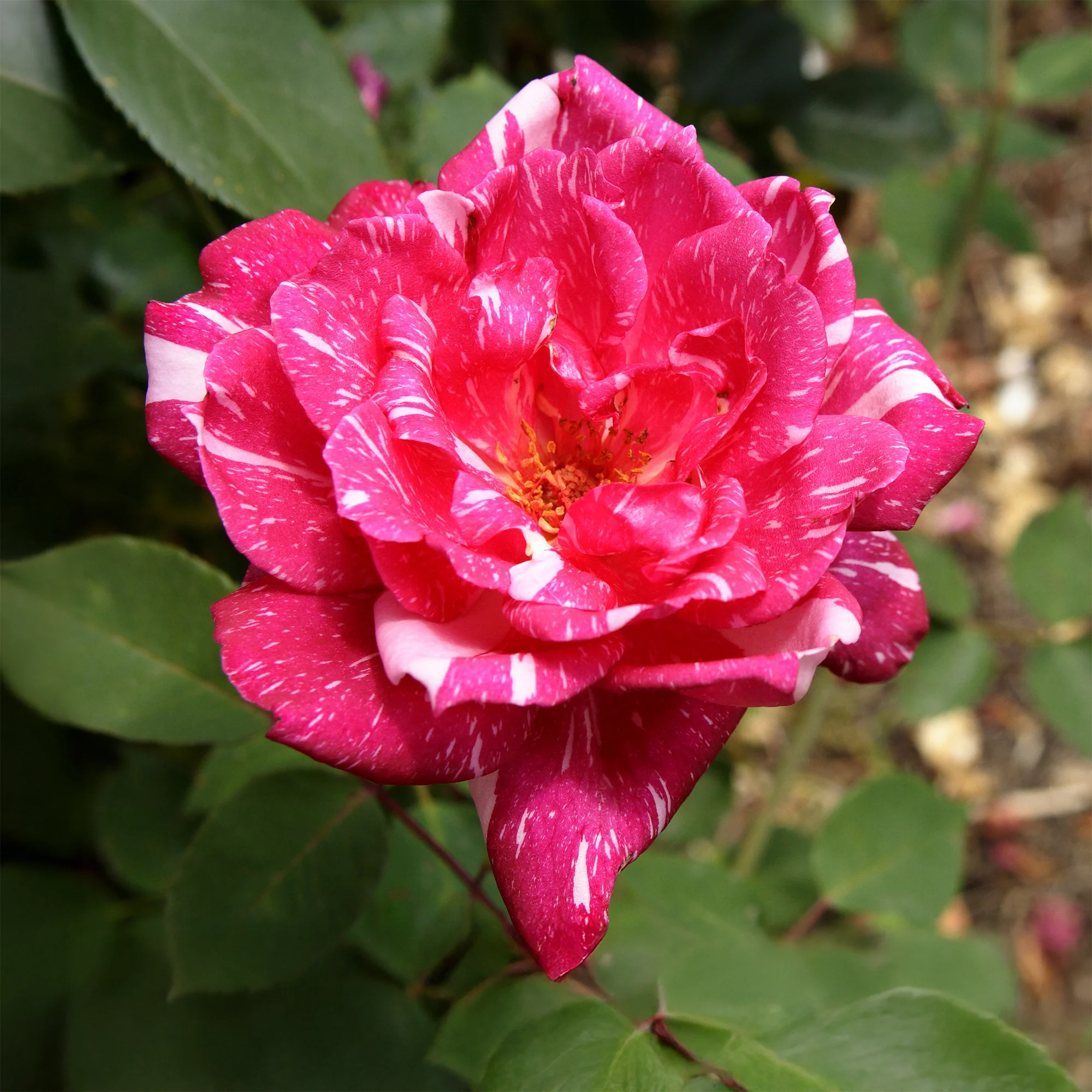 Rosier buisson Candy stripe - Image 4