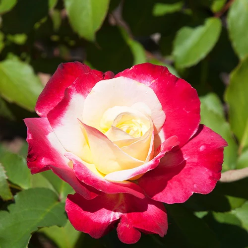 Rosier buisson Double Delight - Image 3