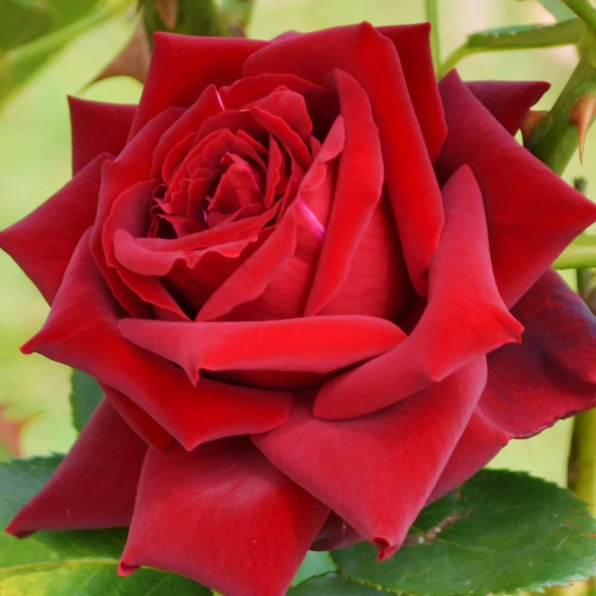 Rosier buisson Grande Amore ® - Image 2