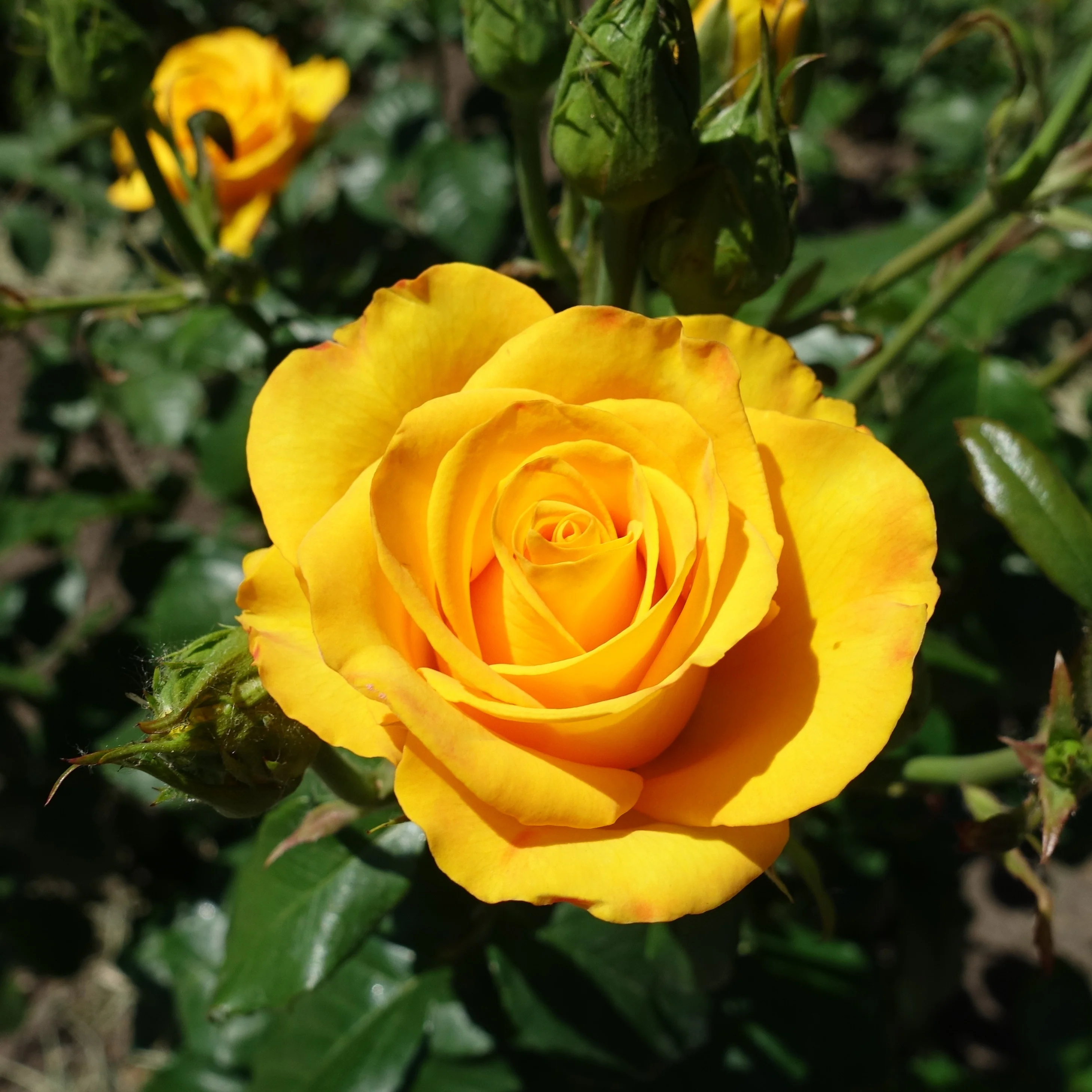 Rosier buisson jaune