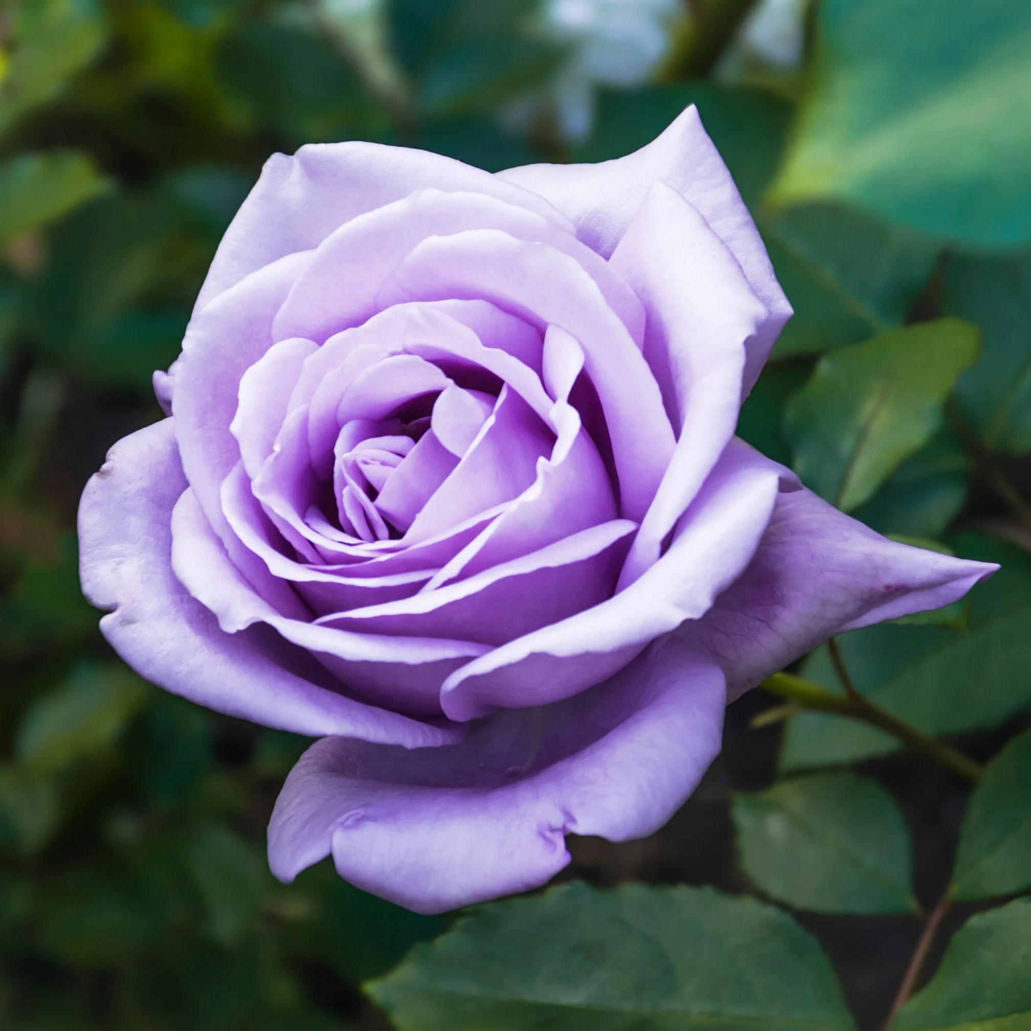 Rosier buisson violet - Image 2