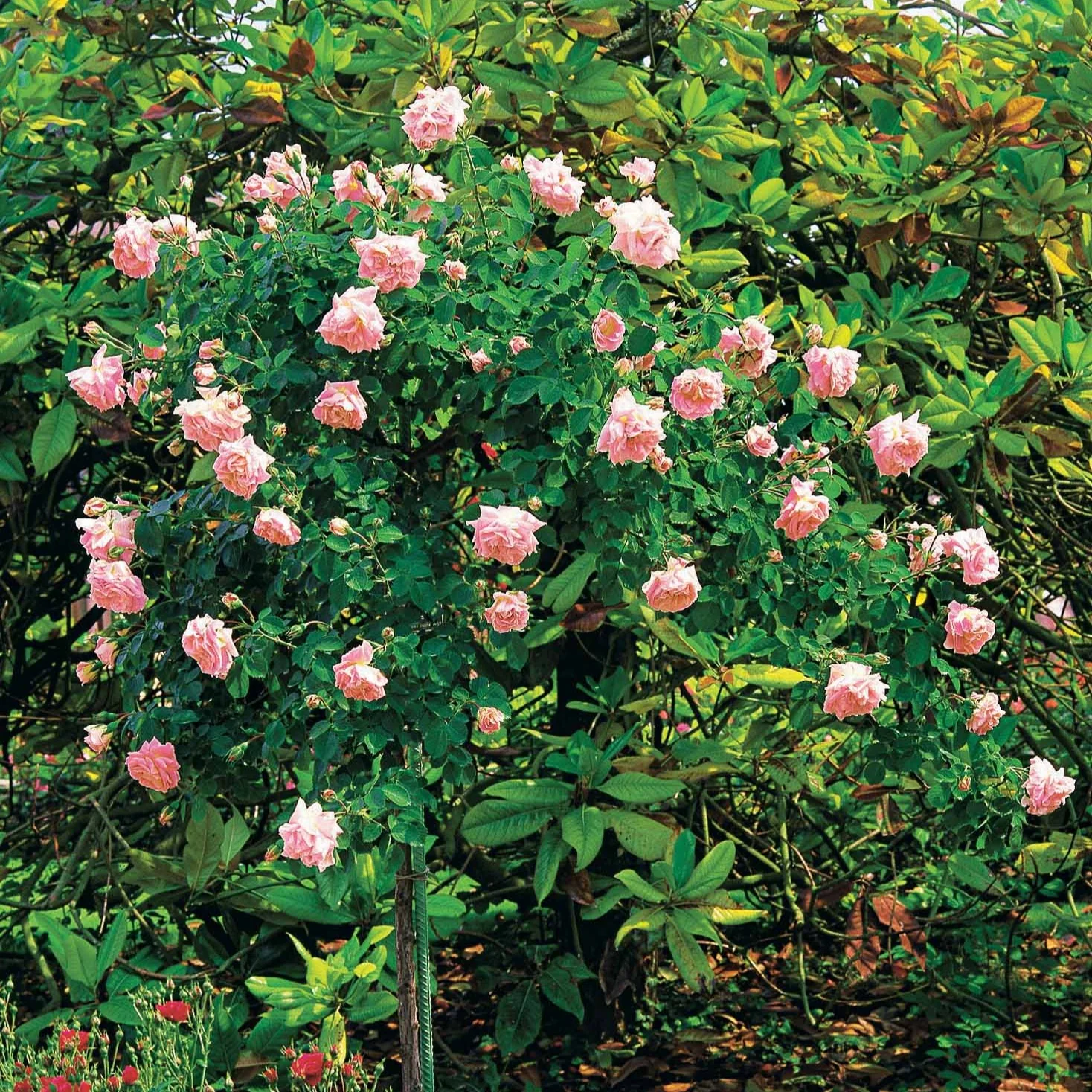 Rosier Cascade rose sur tige