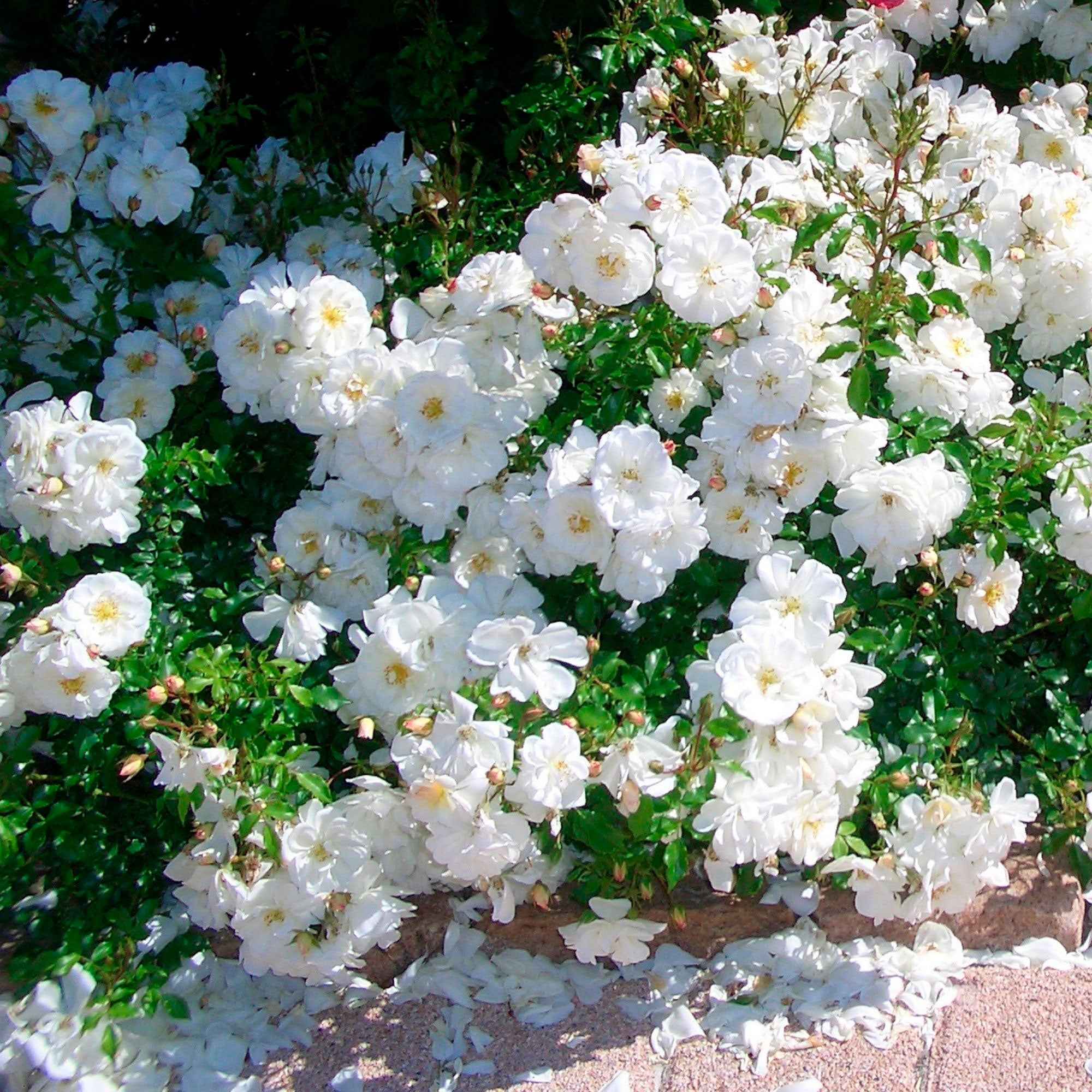 Rosier couvre-sol 'Diamant'